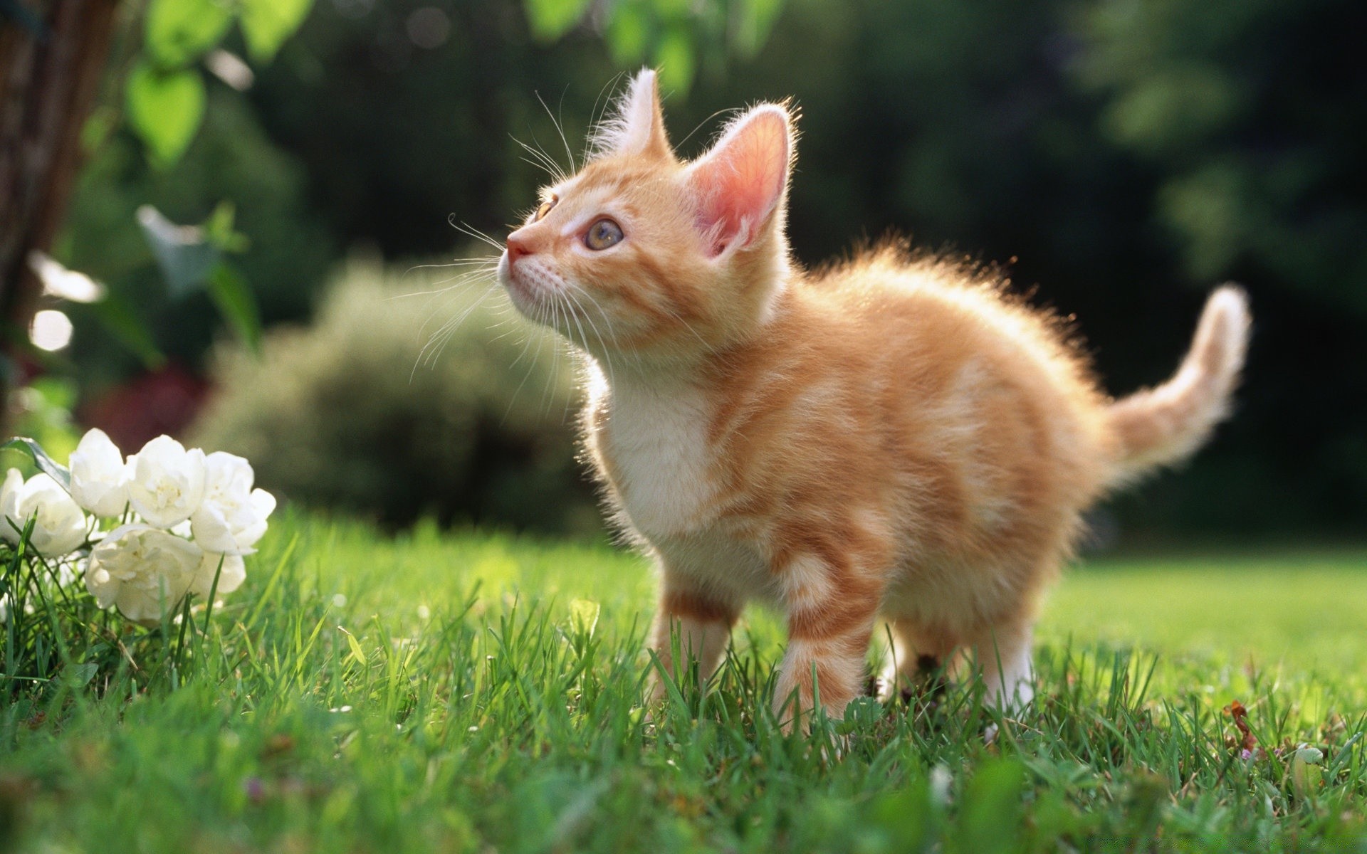 katzen tier säugetier niedlich gras natur fell junge haustier wenig kind porträt inländische