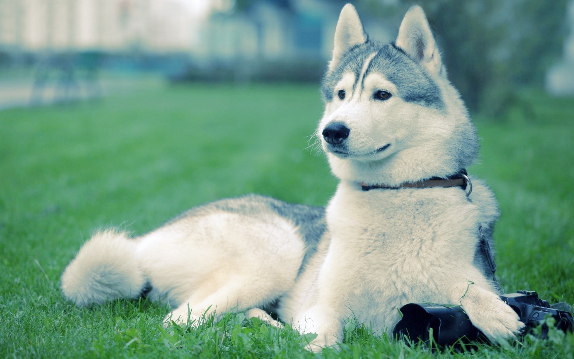 perros perro mamífero perro hierba lindo animal mascota cachorro retrato pelaje