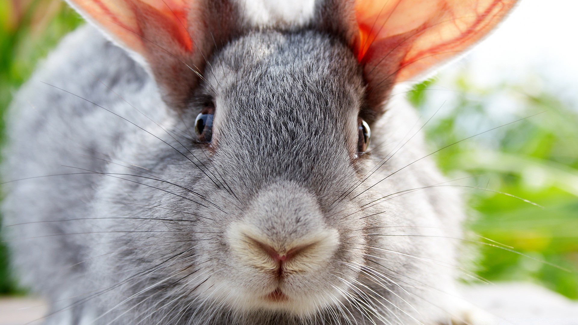 katze tier kaninchen natur niedlich fell säugetier haustier hase wenig inländische flaumig nagetier porträt