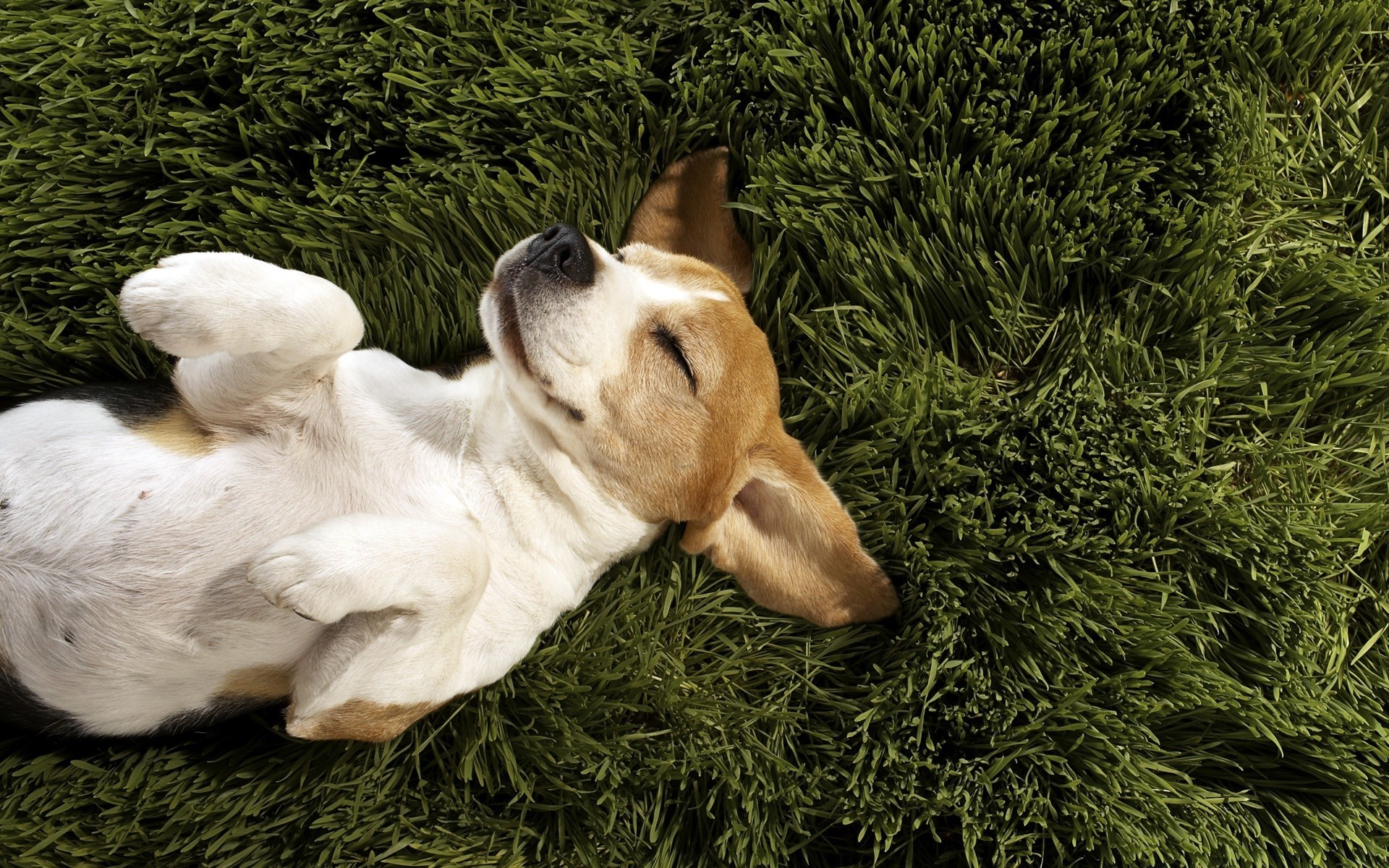 cães cão mamífero animal cinegrafista grama animal de estimação fofa filhote de cachorro solteiro