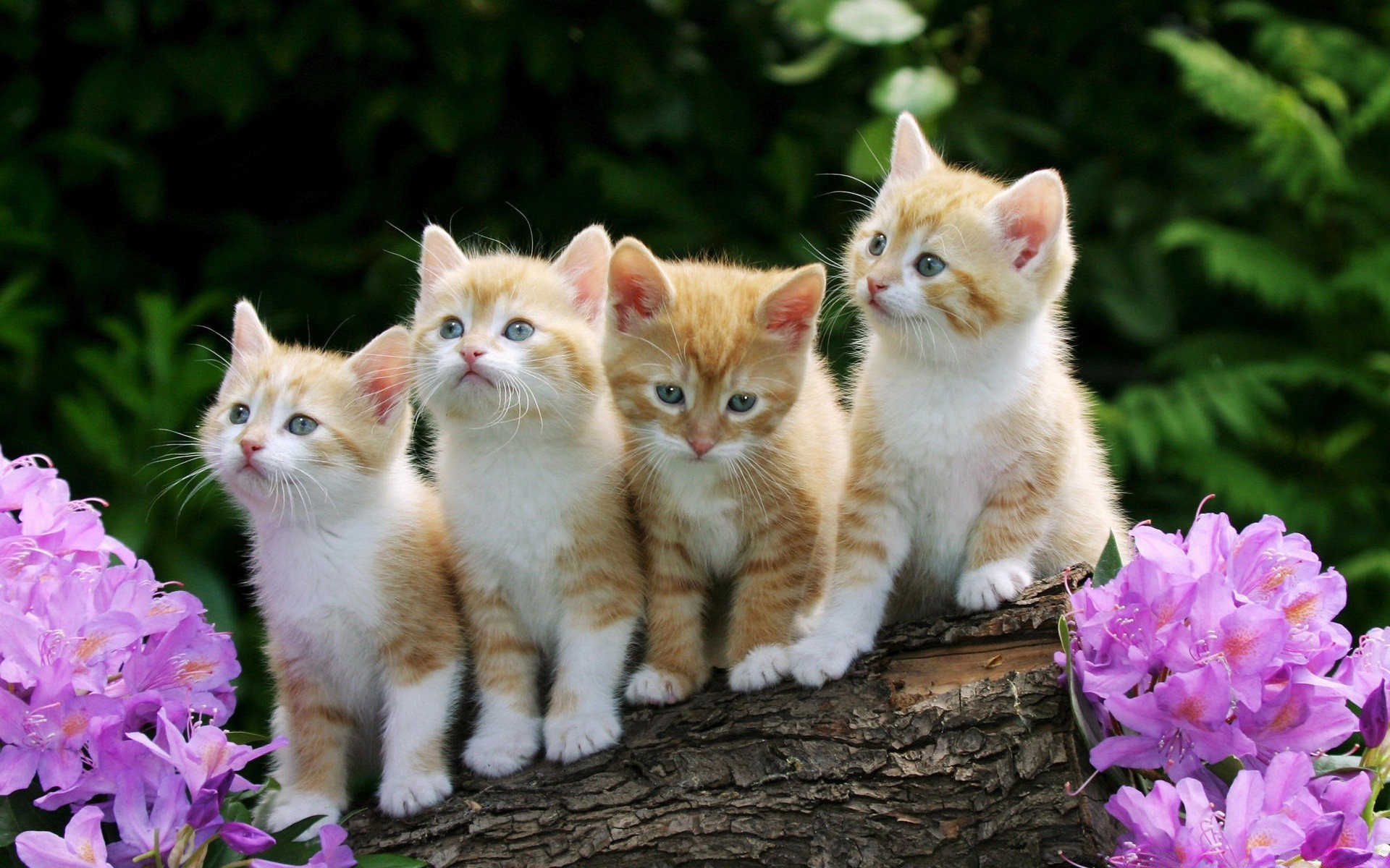 gatos fofa gato jovem natureza pequeno olho pele gatinho animal bigode olhando para baixo sentar cabelo mamífero animal de estimação engraçado