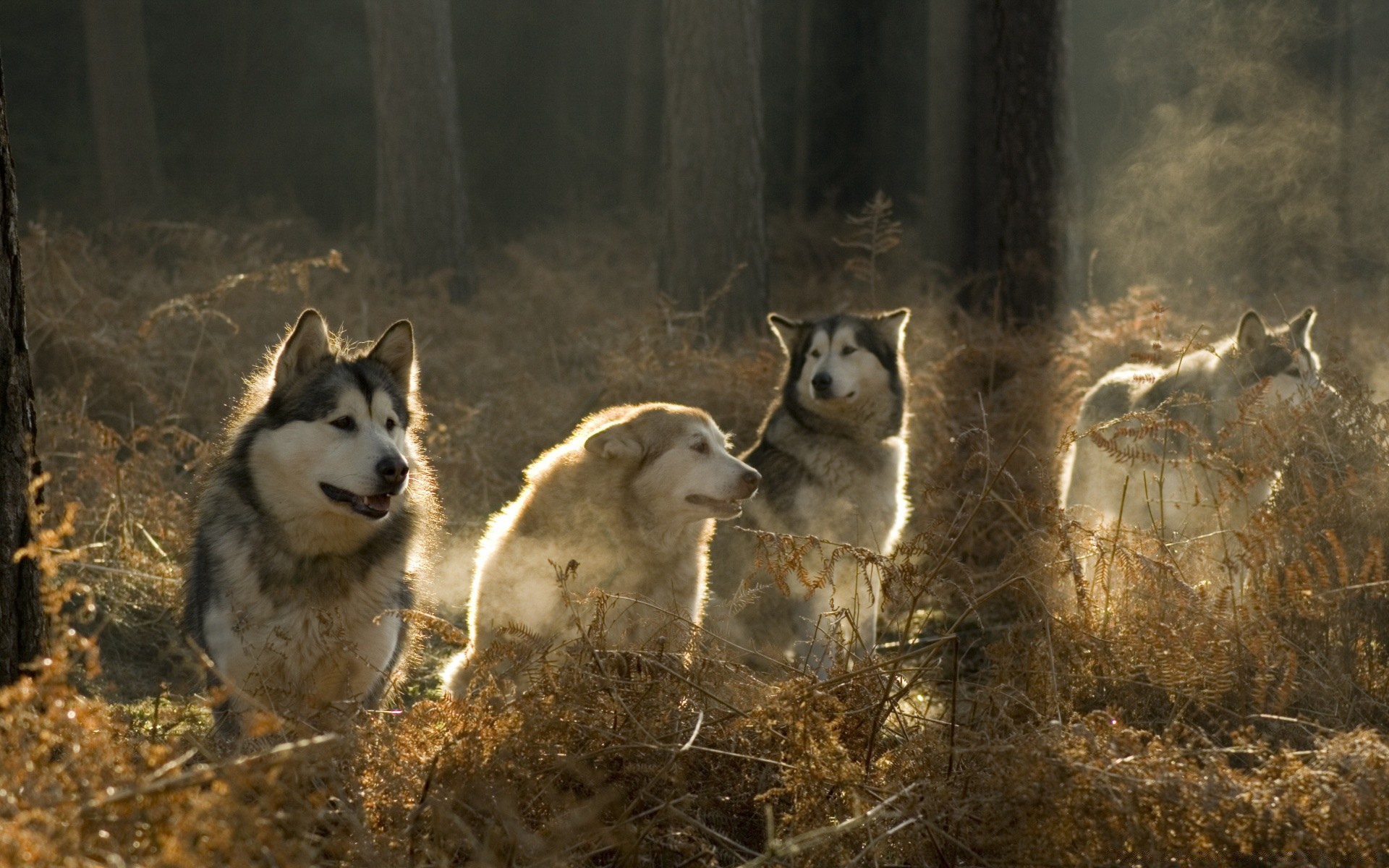 cães mamífero lobo cão cinegrafista gelado inverno sozinho ao ar livre neve natureza retrato animal dois