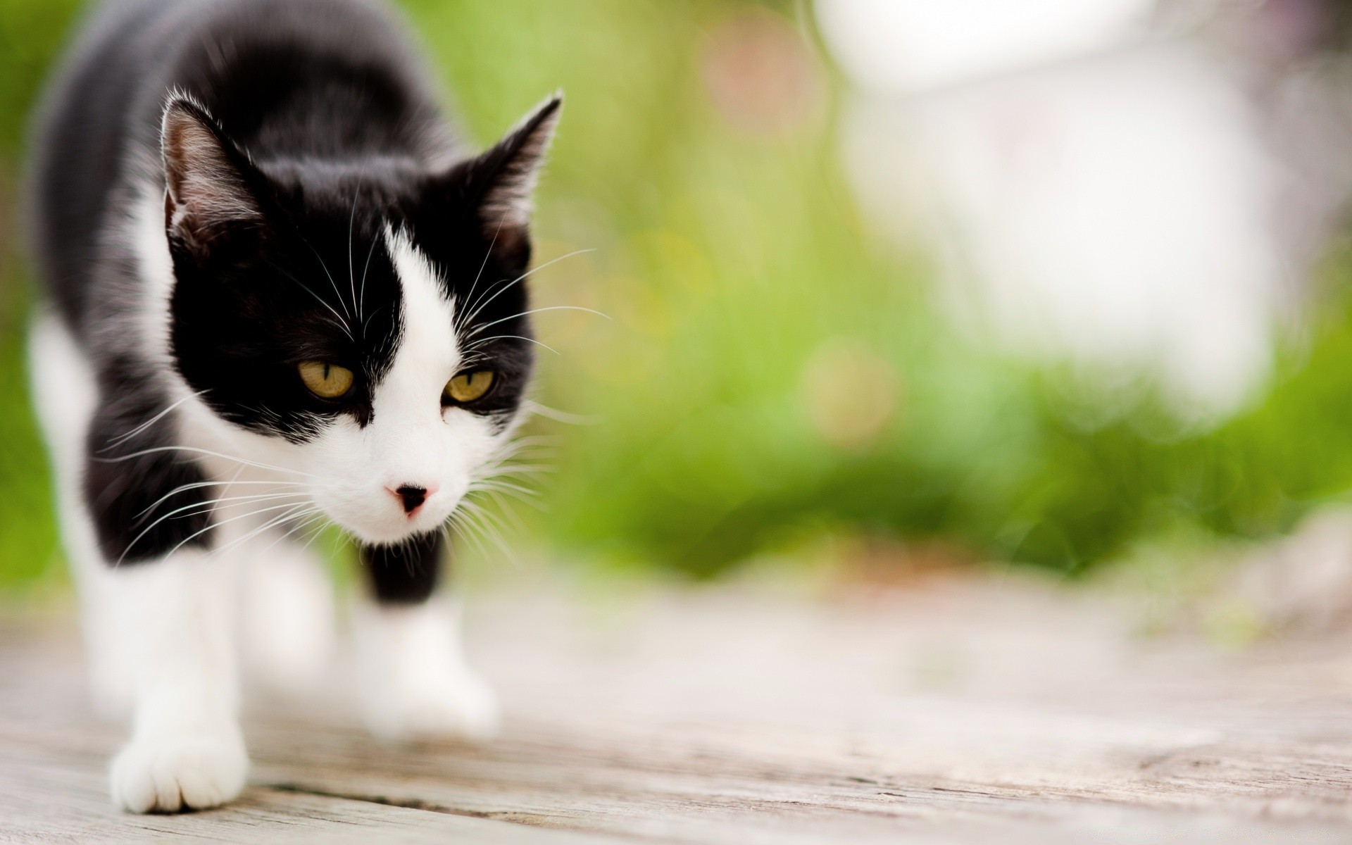 猫 动物 猫 可爱 自然 肖像 眼睛 宠物 毛皮 小猫 小 年轻 孩子 家庭