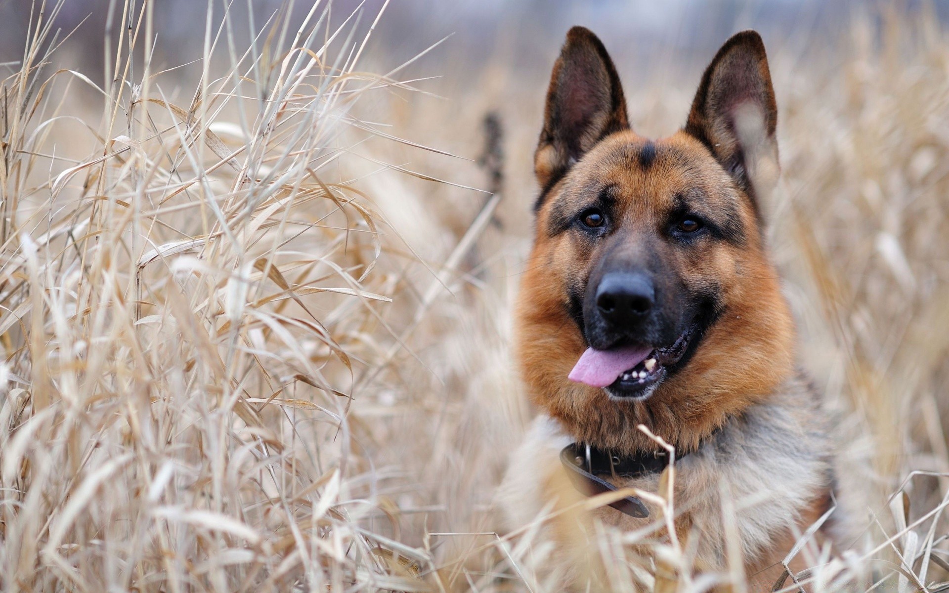 köpekler köpek hayvan sevimli memeli doğa evde beslenen hayvan çimen açık havada köpek eğitmeni portre kürk