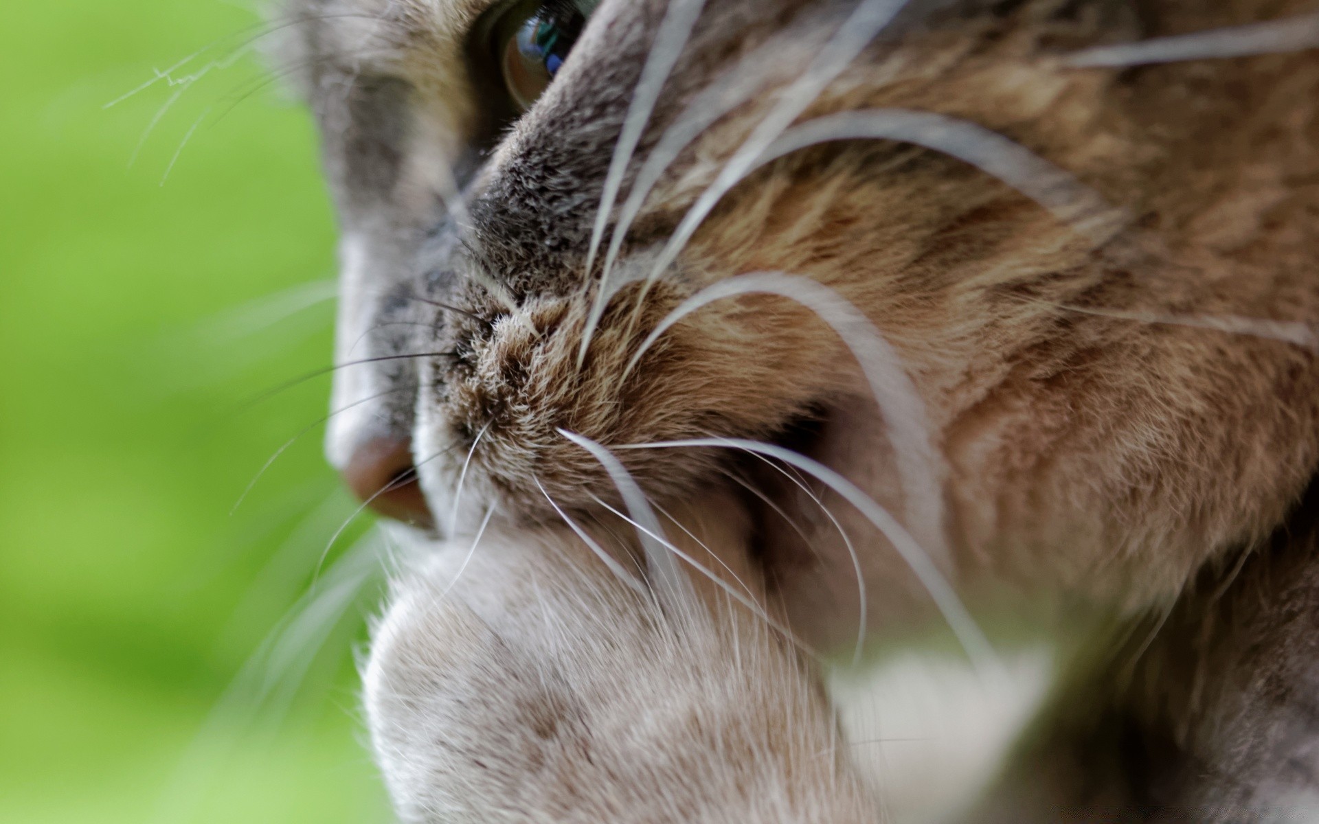 katze tier haustier katze säugetier niedlich porträt fell jung natur auge inländische wenig ansicht nase haare tierwelt