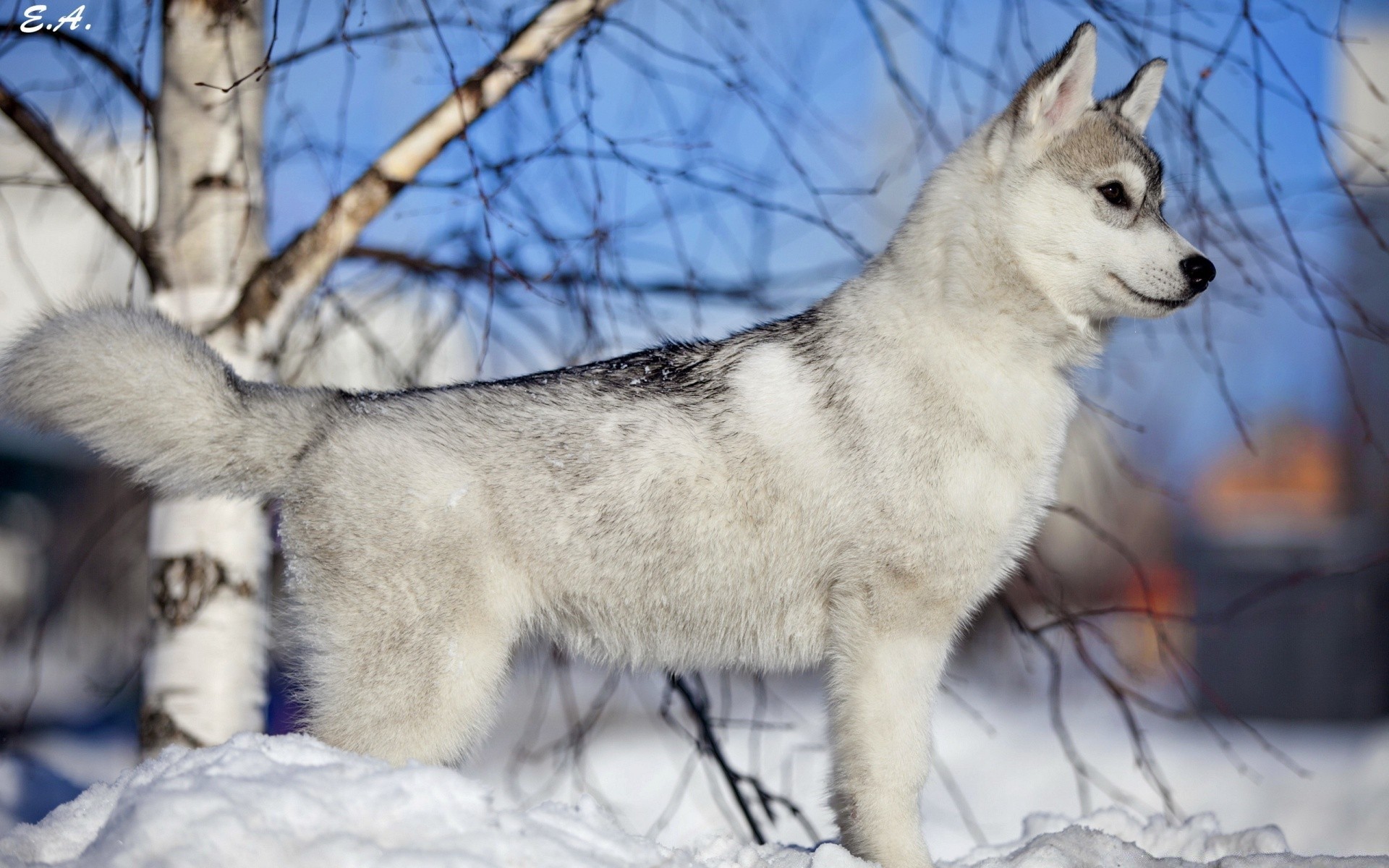 cane inverno neve gelido mammifero lupo canino cane freddo polare slitta animale fauna selvatica ritratto albero natura