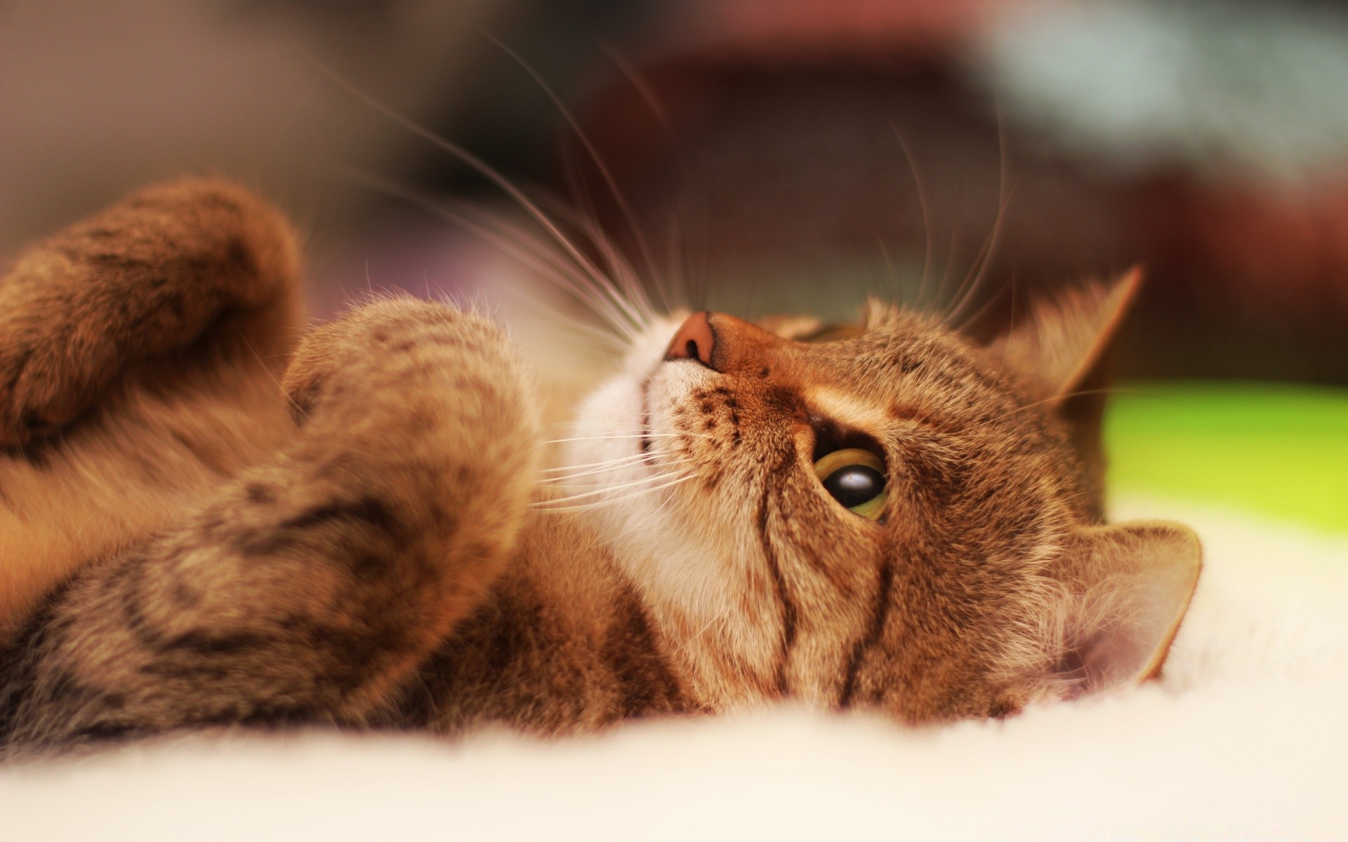 kediler kedi evde beslenen hayvan memeli sevimli hayvan kürk yerli yavru kedi tüylü kabarık sevimli portre küçük bıyık pençe saç stüdyo görüntüleme çocuk göz