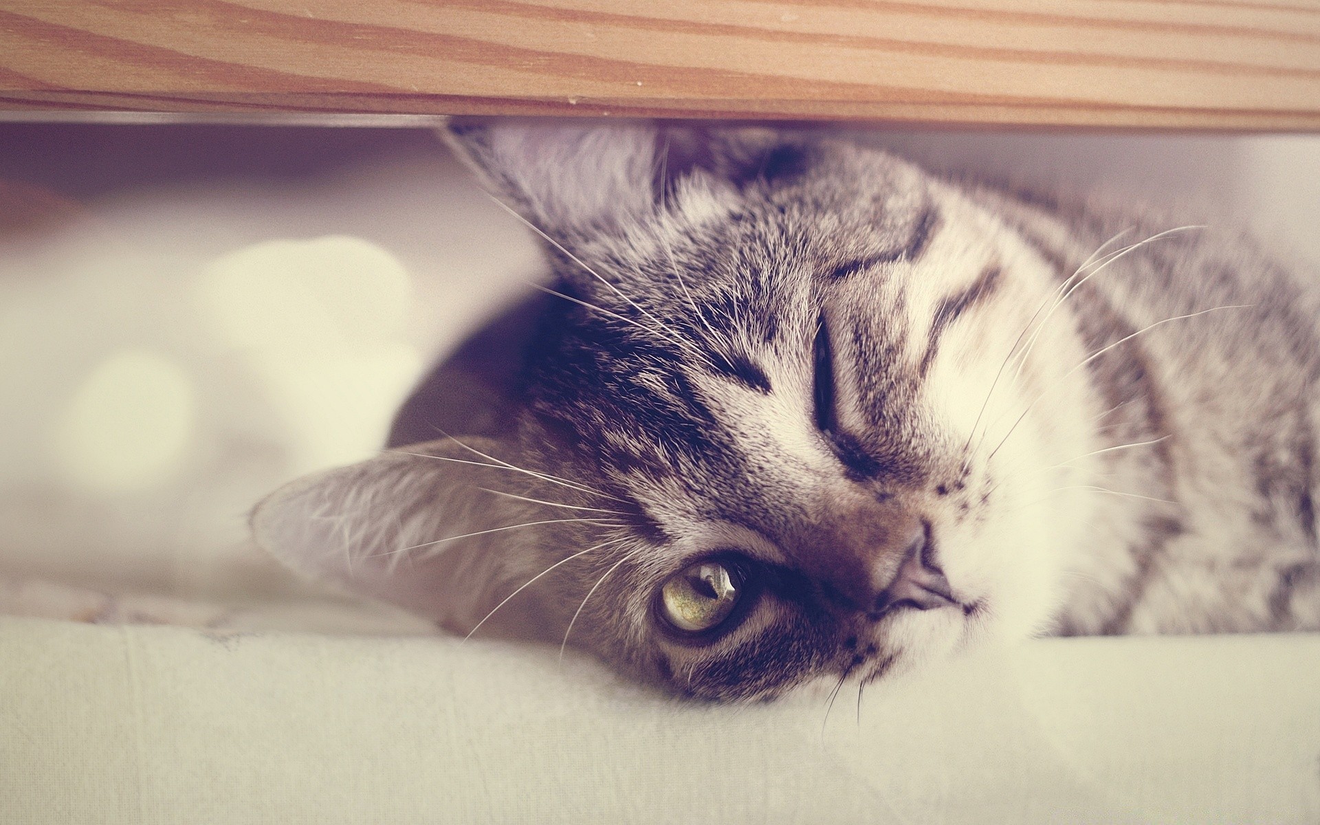 katze katze kätzchen porträt haustier niedlich inländische tier schlafen auge säugetier kind flaumig fell ein wenig liebenswert junge