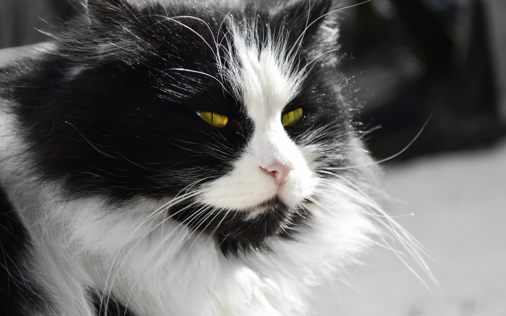 kediler kedi evde beslenen hayvan yavru kedi hayvan memeli kürk portre tüylü sevimli göz yerli kabarık bıyık küçük