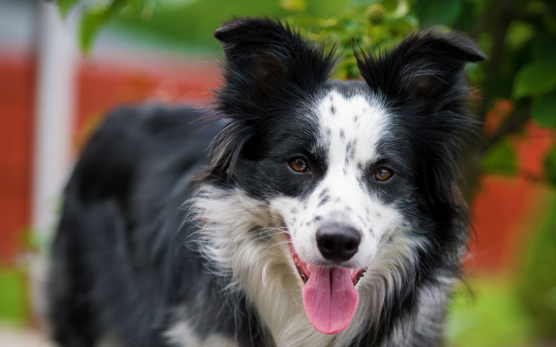 cães cão animal mamífero fofa animal de estimação retrato pele cinologista