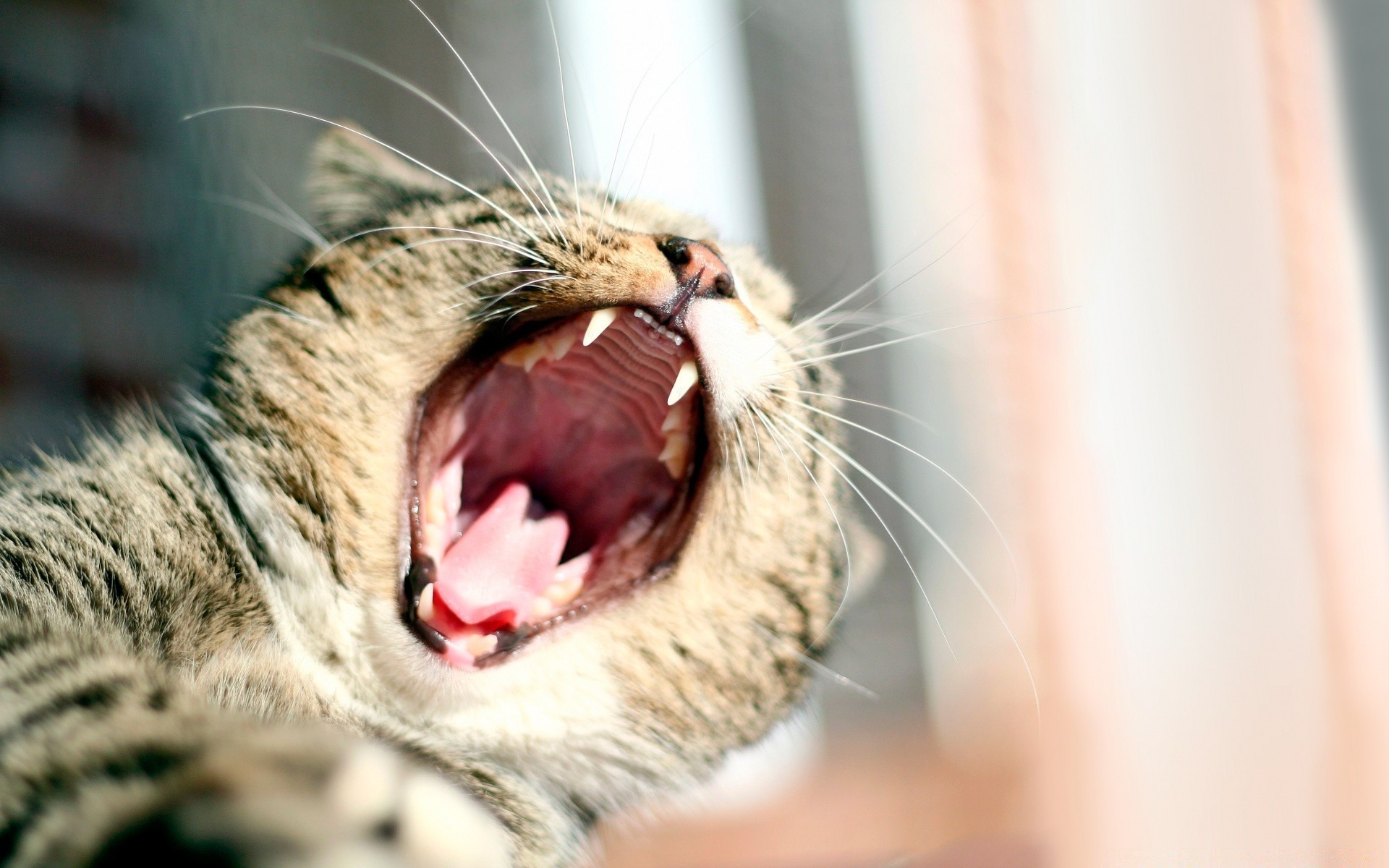 gatos gato pele mamífero retrato animal natureza vida selvagem fofa olho animal de estimação bigode gatinho jovem selvagem