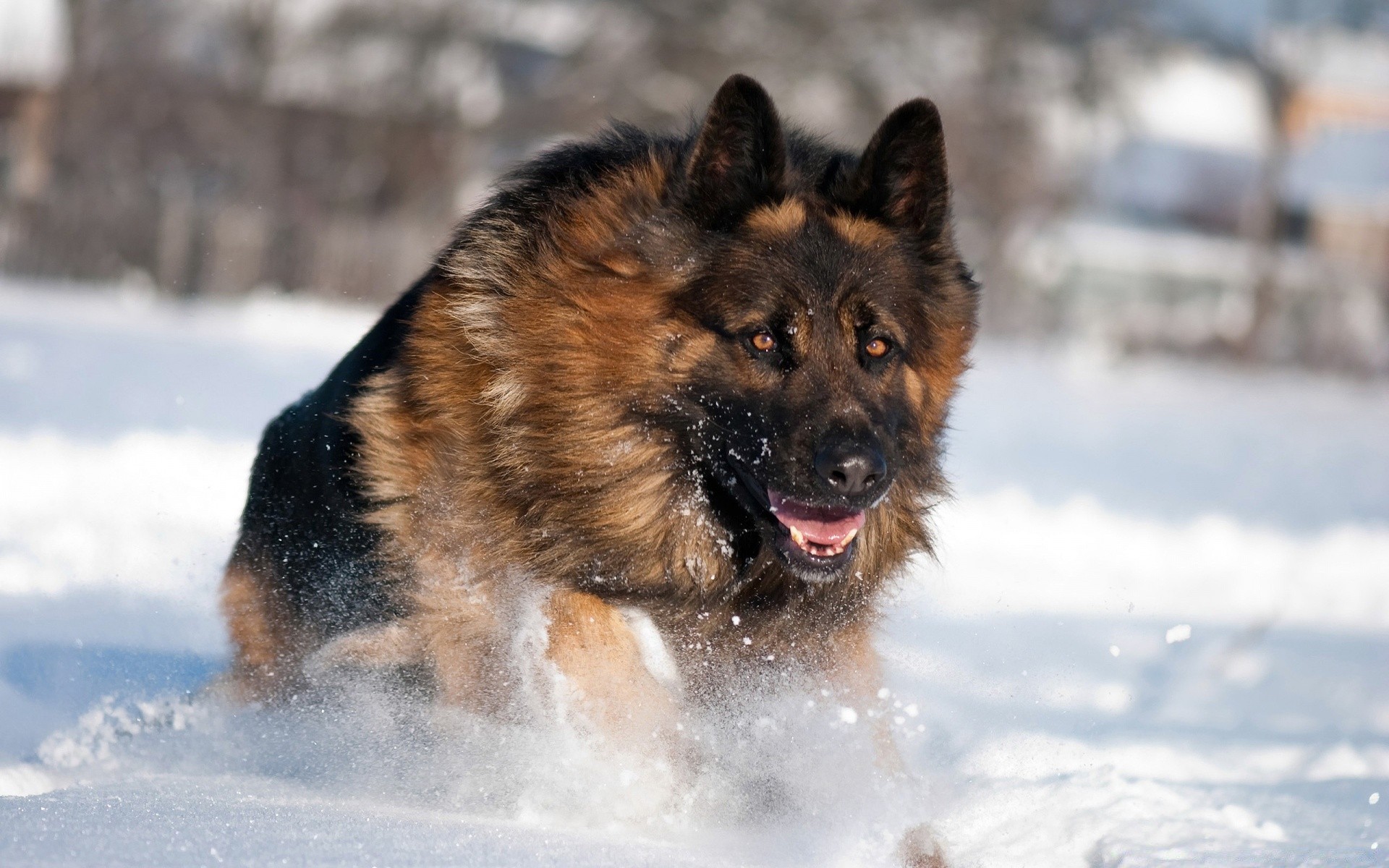 köpekler kar kış memeli soğuk köpek eğitmeni açık havada köpek bir portre sevimli kürk doğa ayaz tarama