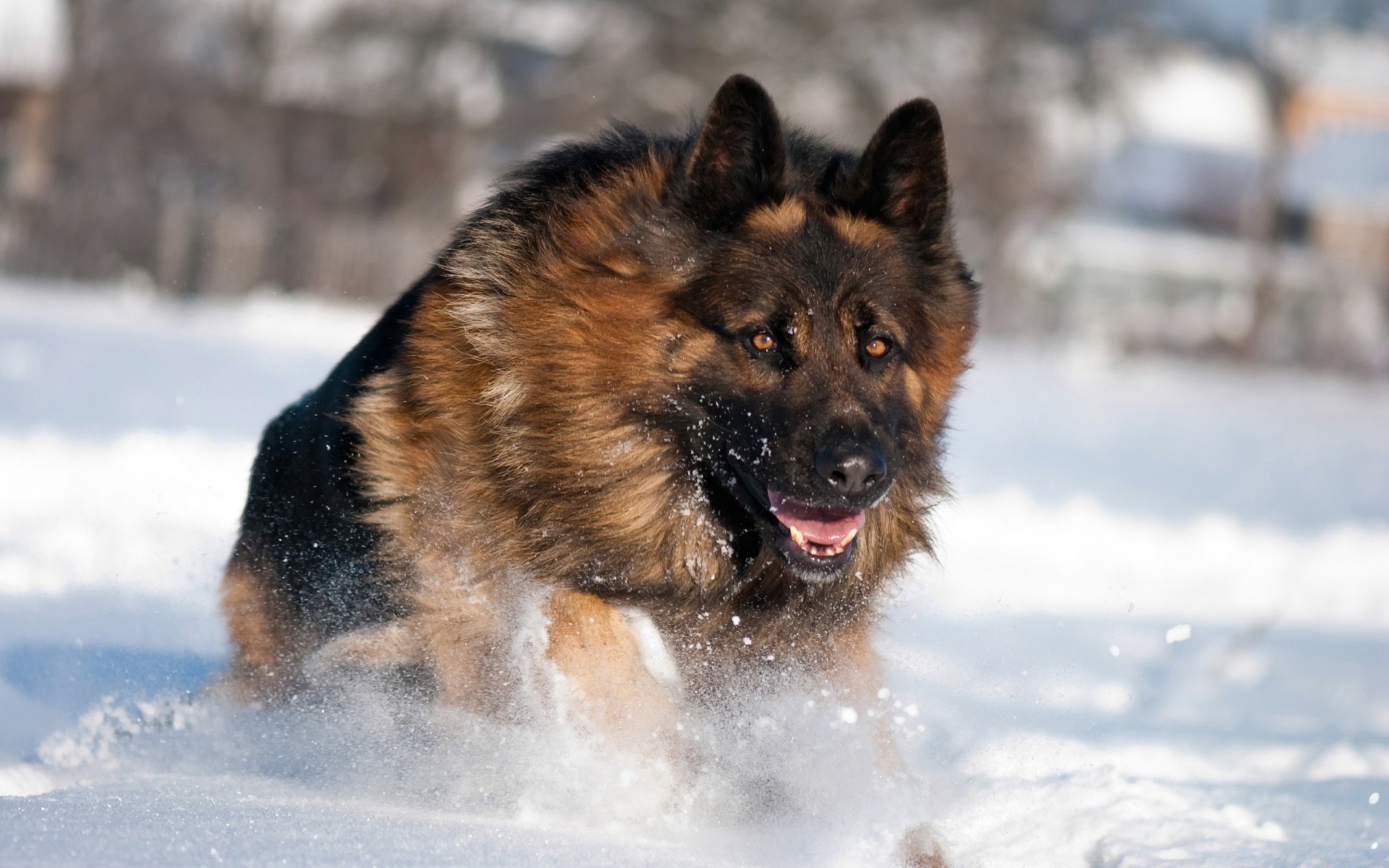 собаки снег зима млекопитающее холодная кинолог на открытом воздухе собака один портрет милые мех природа морозный просмотр
