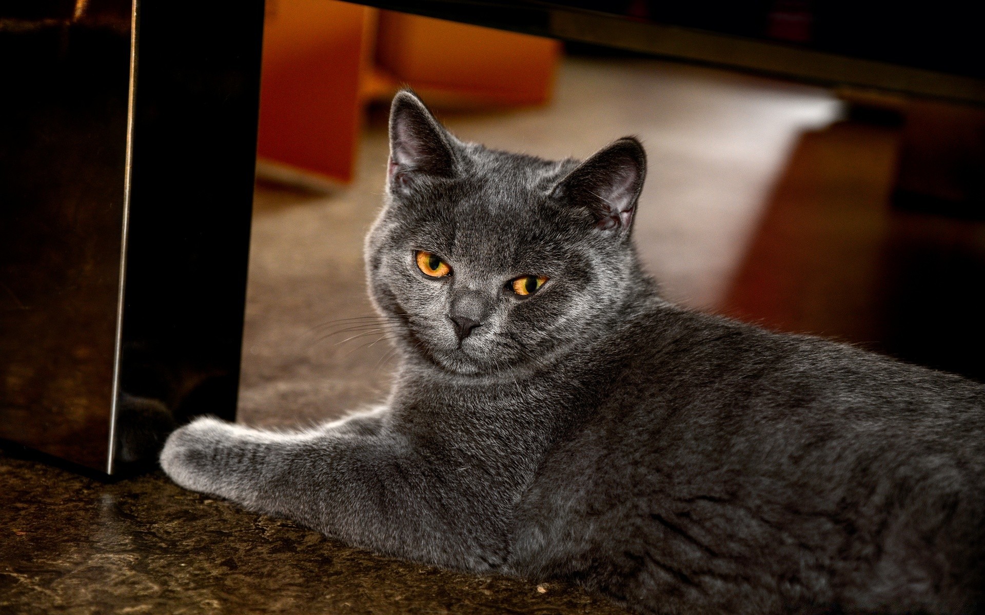 katze katze säugetier haustier porträt tier inländische niedlich ein kätzchen auge fell sitzen