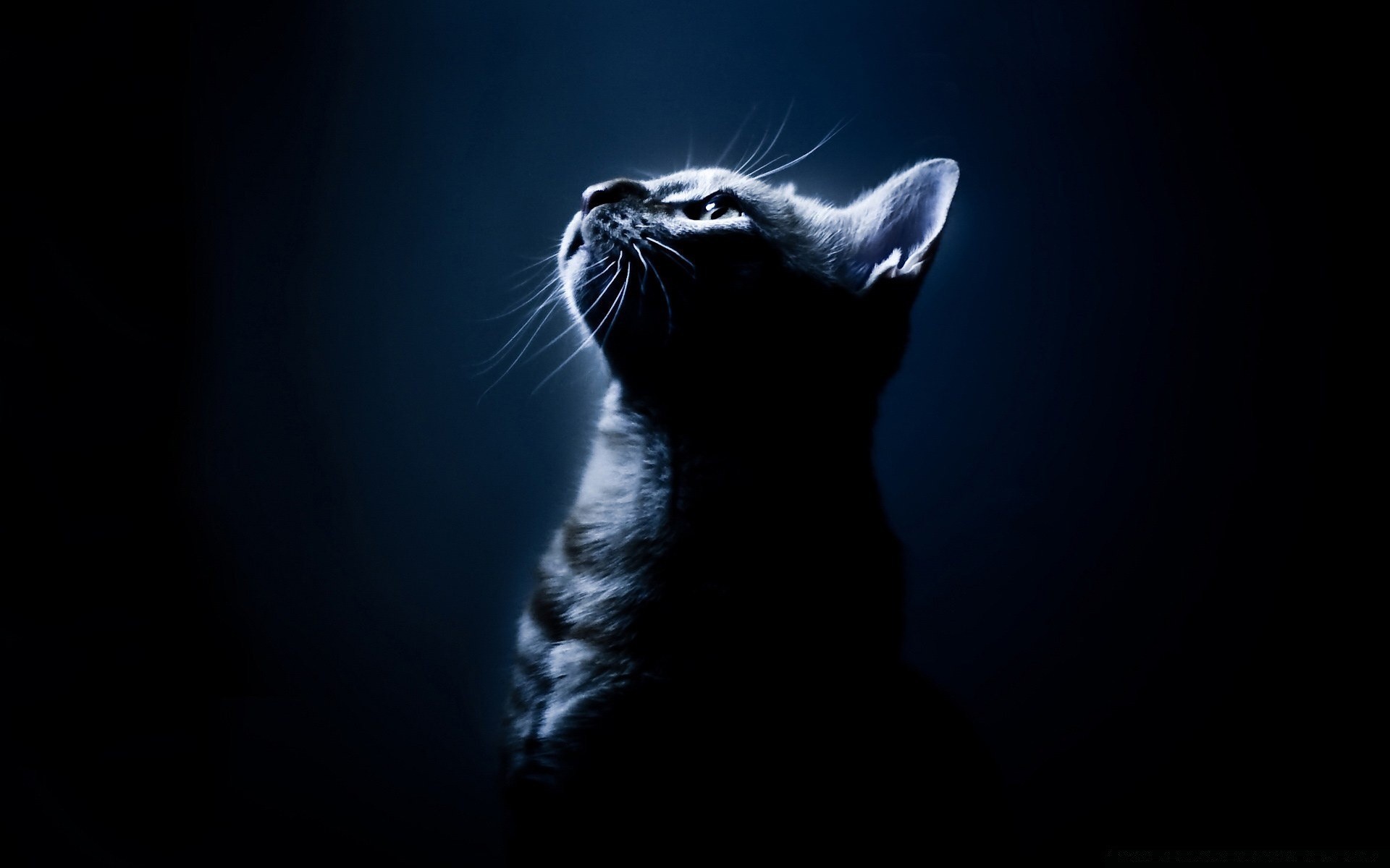 gatos gato oscuro arte mamífero retrato lindo luz animal sombra