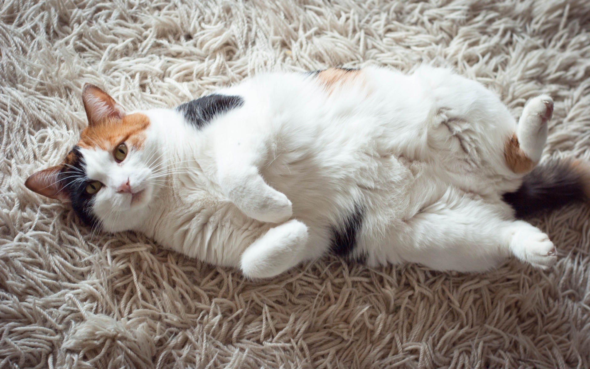 katze katze niedlich inländische kätzchen haustier tier fell säugetier liebenswert schlafen wenig jung porträt flaumig kind sitzen flauschig lustig auge rasse