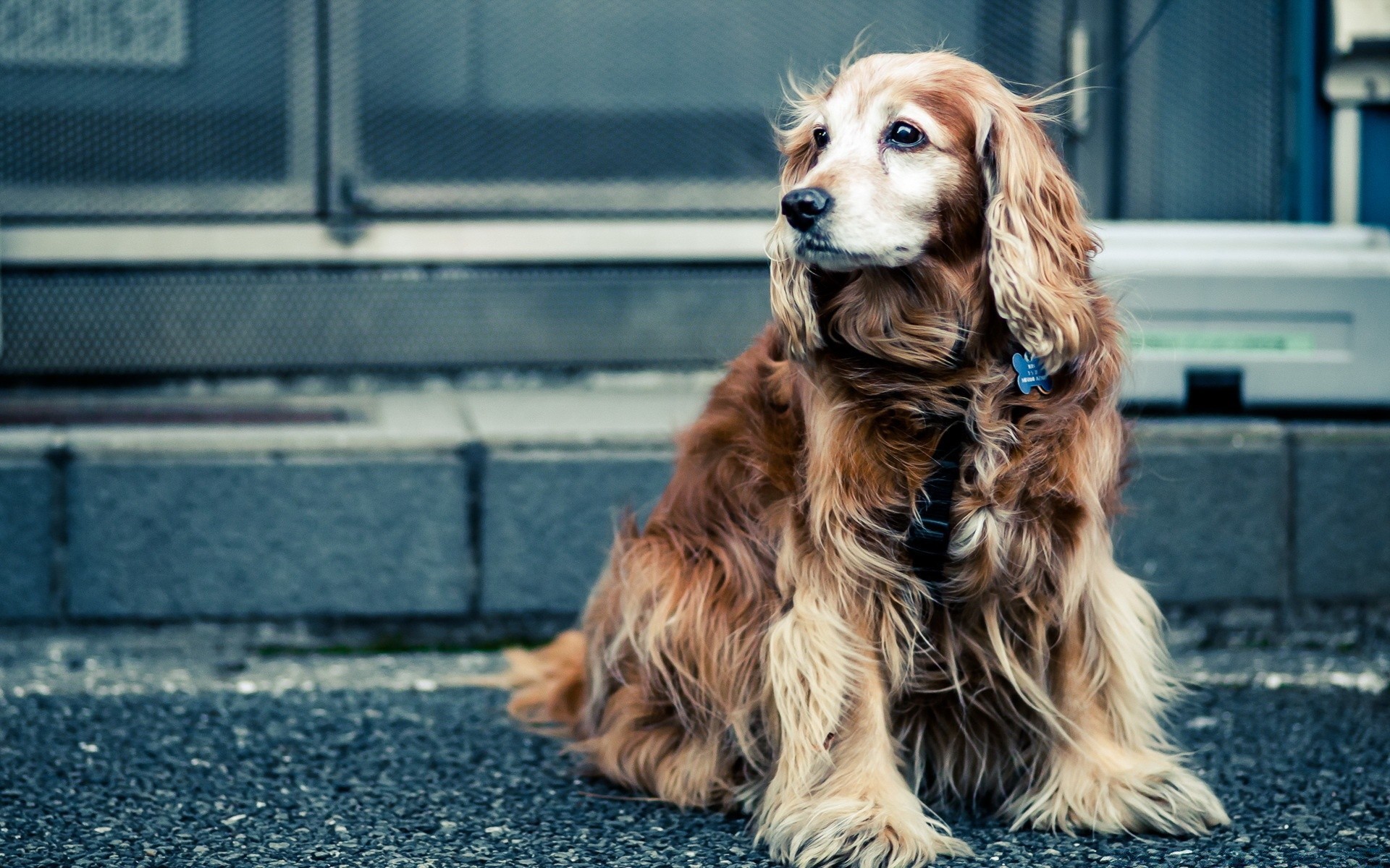 cani carino cane animale domestico ritratto canino sedersi giovane animale mammifero domestico piccolo adorabile anteprima cucciolo razza aspettare spaniel purosangue pelliccia capelli