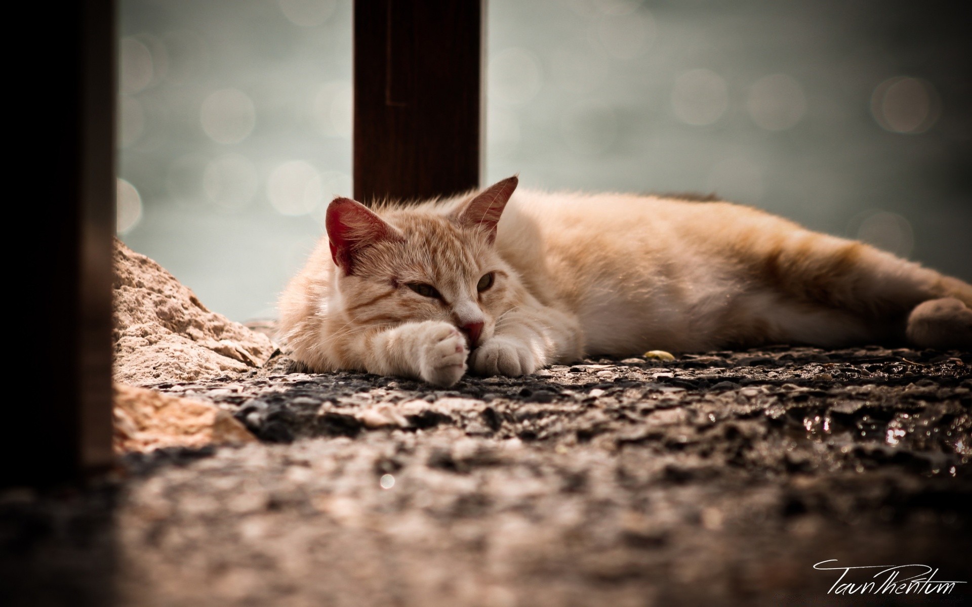 gatti gatto carino pelliccia gattino animale sonno