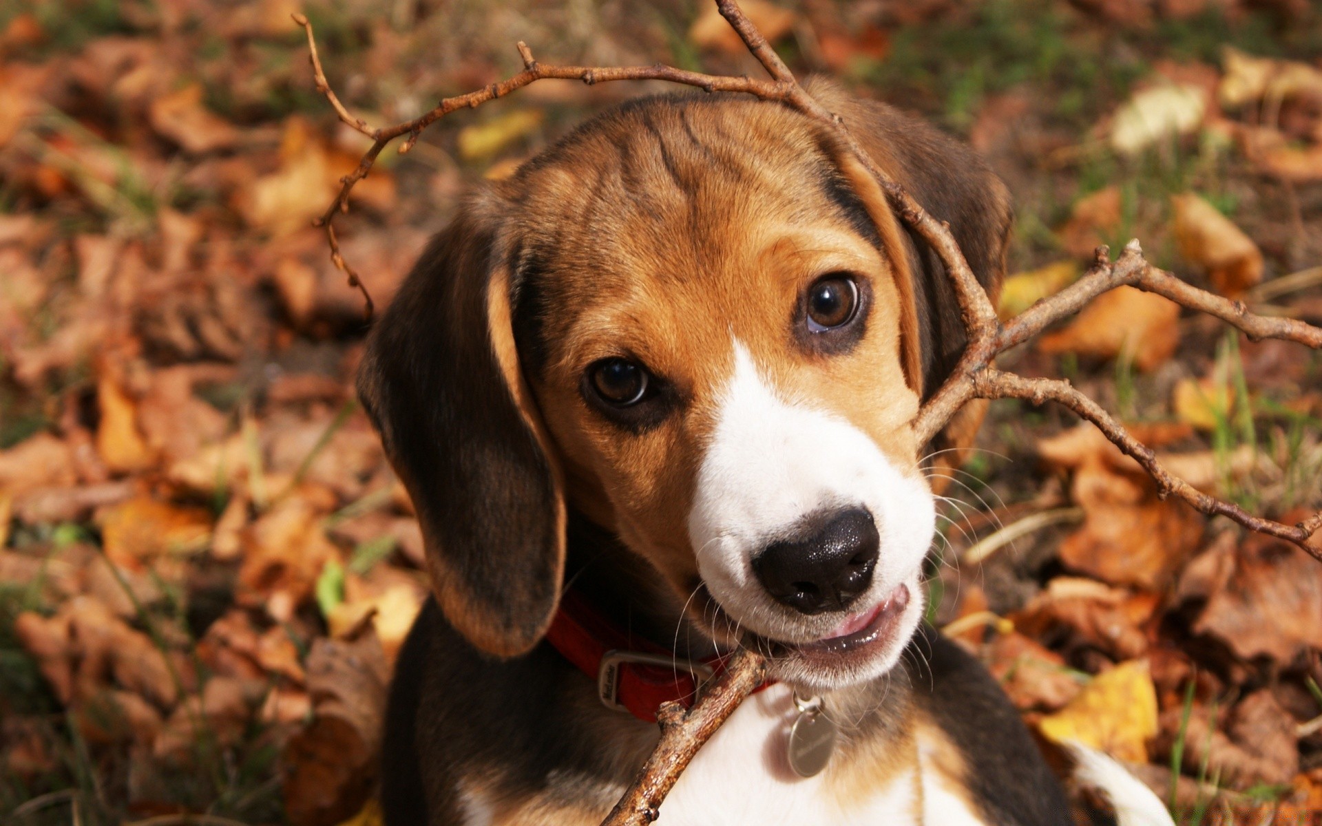 hund hund niedlich säugetier haustier tier hundeführer welpe natur porträt liebenswert junge wenig beagle inländische ansicht gras hound