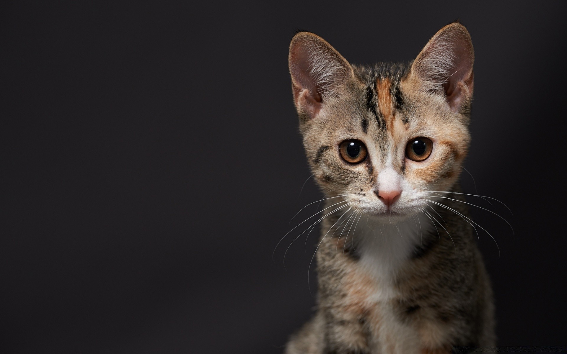 gatti carino gatto occhio mammifero giovane animale domestico ritratto pelliccia animale