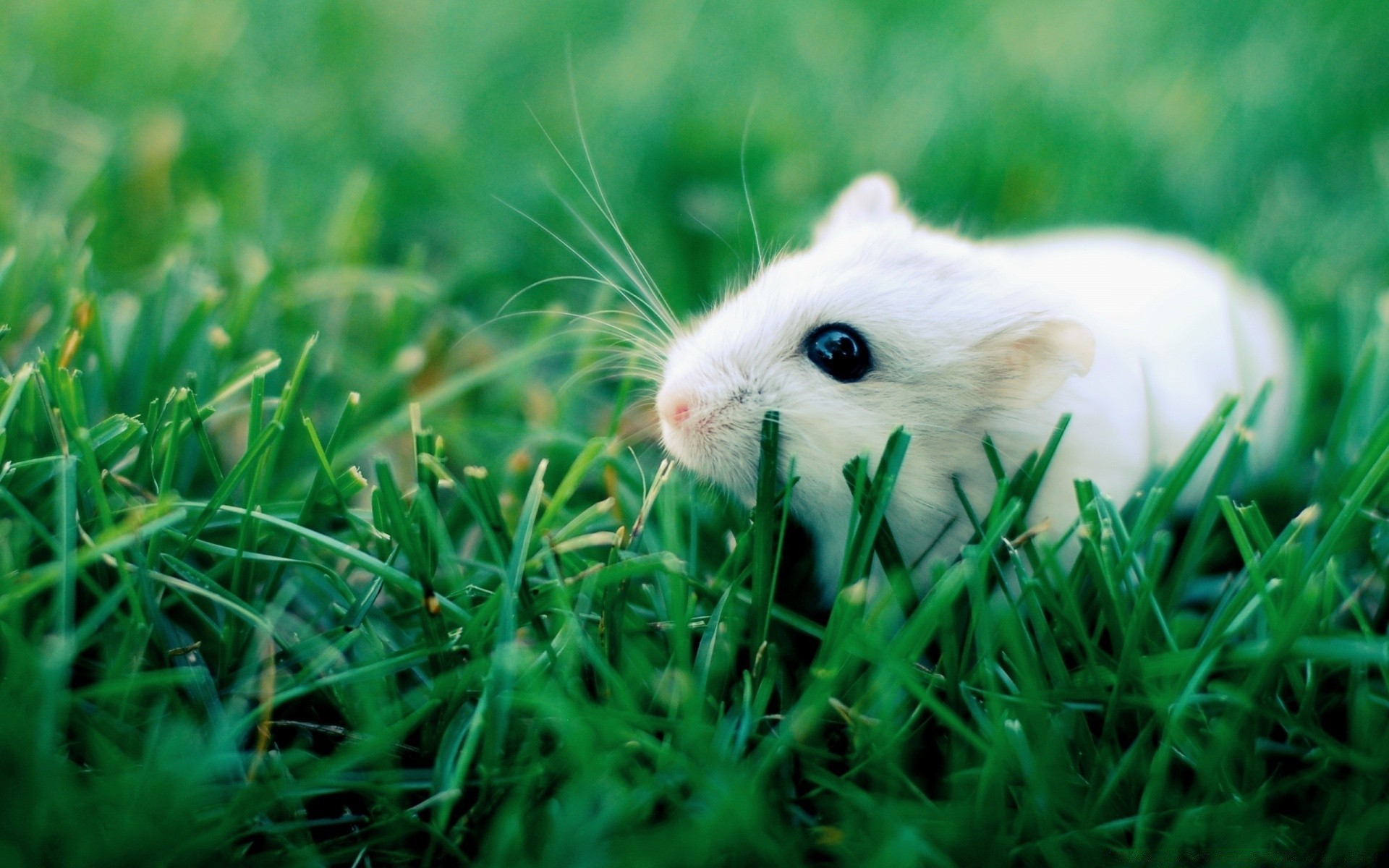 gatti erba natura piccolo campo roditore carino estate animale prato foglia all aperto fieno pasqua giardino