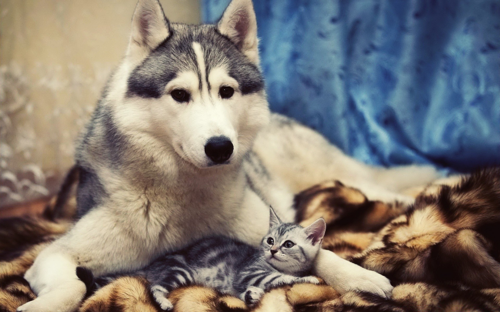 cães mamífero animal retrato animal de estimação fofa cão siberiano cinologista pele jovem olho doméstico ver