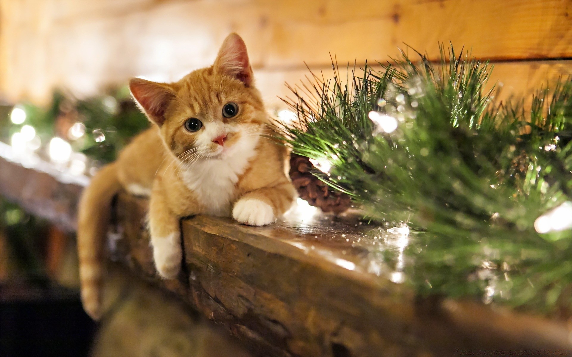 gatti gatto animale natura carino mammifero piccolo