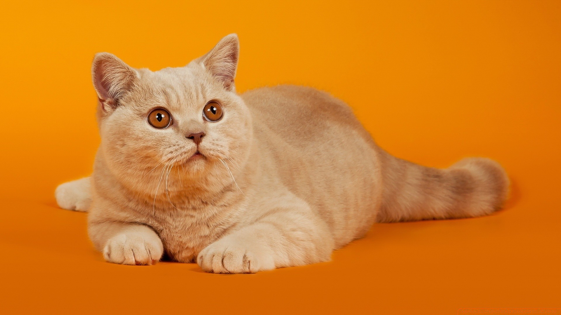 katze katze haustier säugetier niedlich kätzchen tier porträt inländische wenig fell lustig studio liebenswert rasse flaumig jung sitzen allein flauschig auge