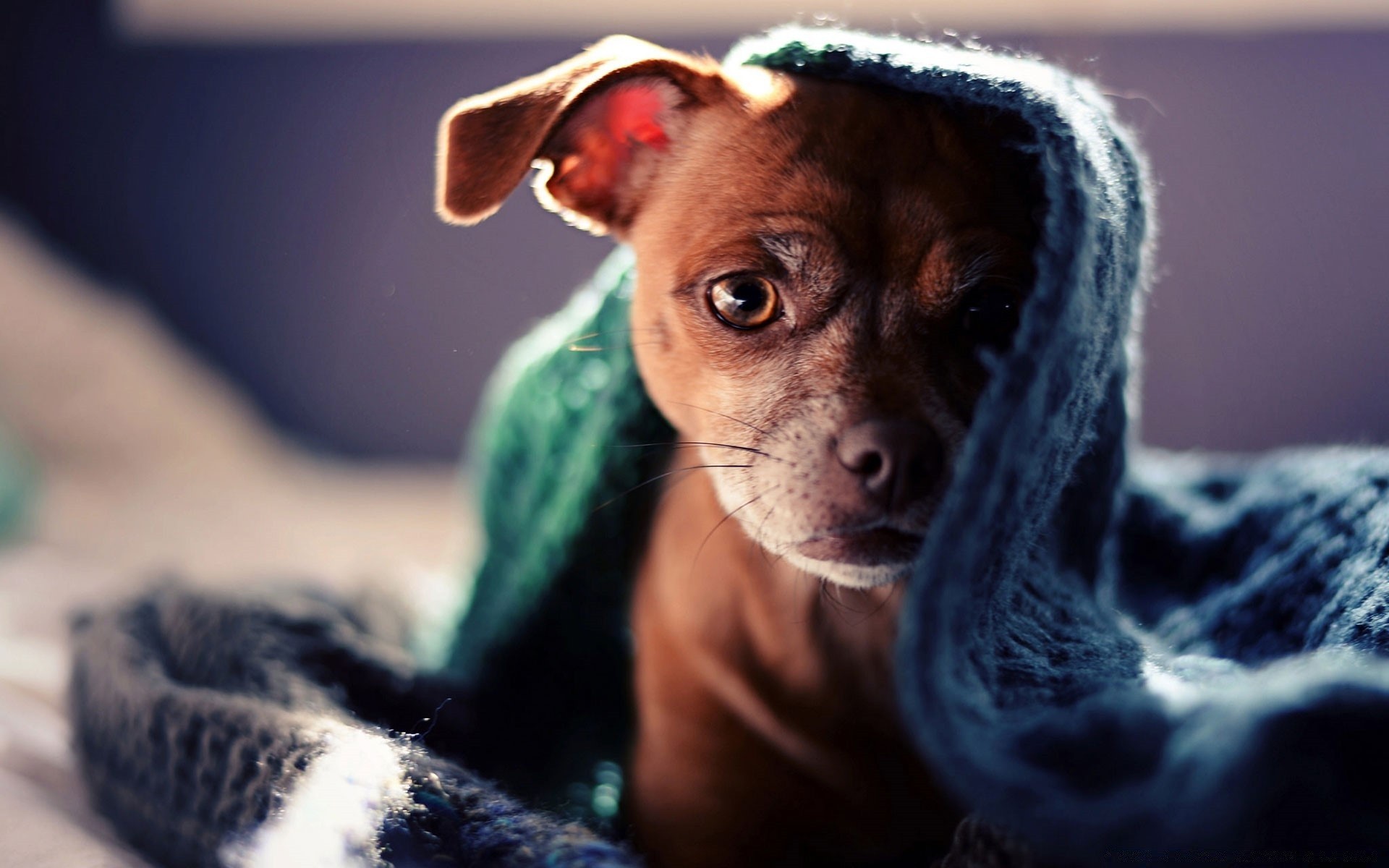 cães cão retrato animal de estimação mamífero animal sozinho fofa bebê filhote de cachorro cinegrafista olho pequeno