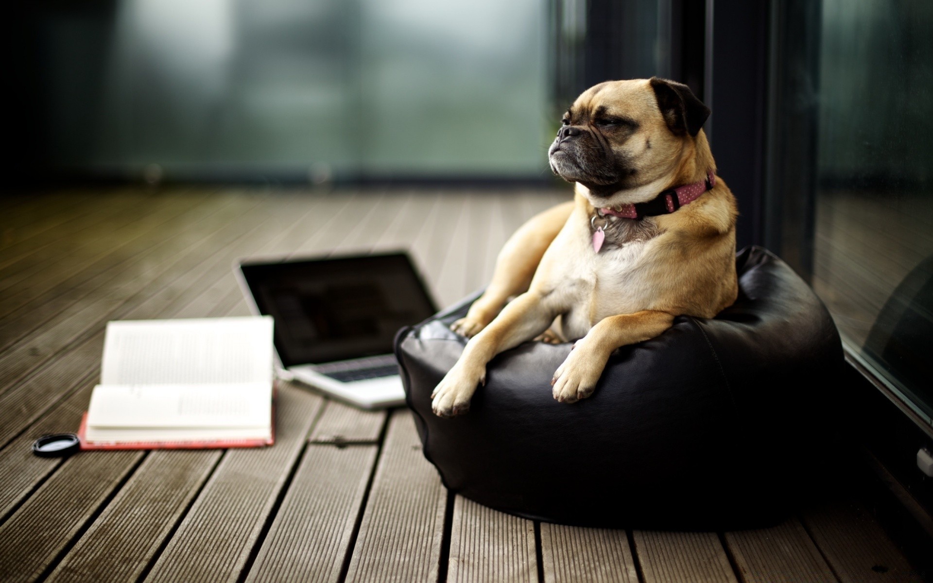 dogs dog portrait sit canine sitting pet indoors seat mammal one furniture cute chair looking sofa room puppy