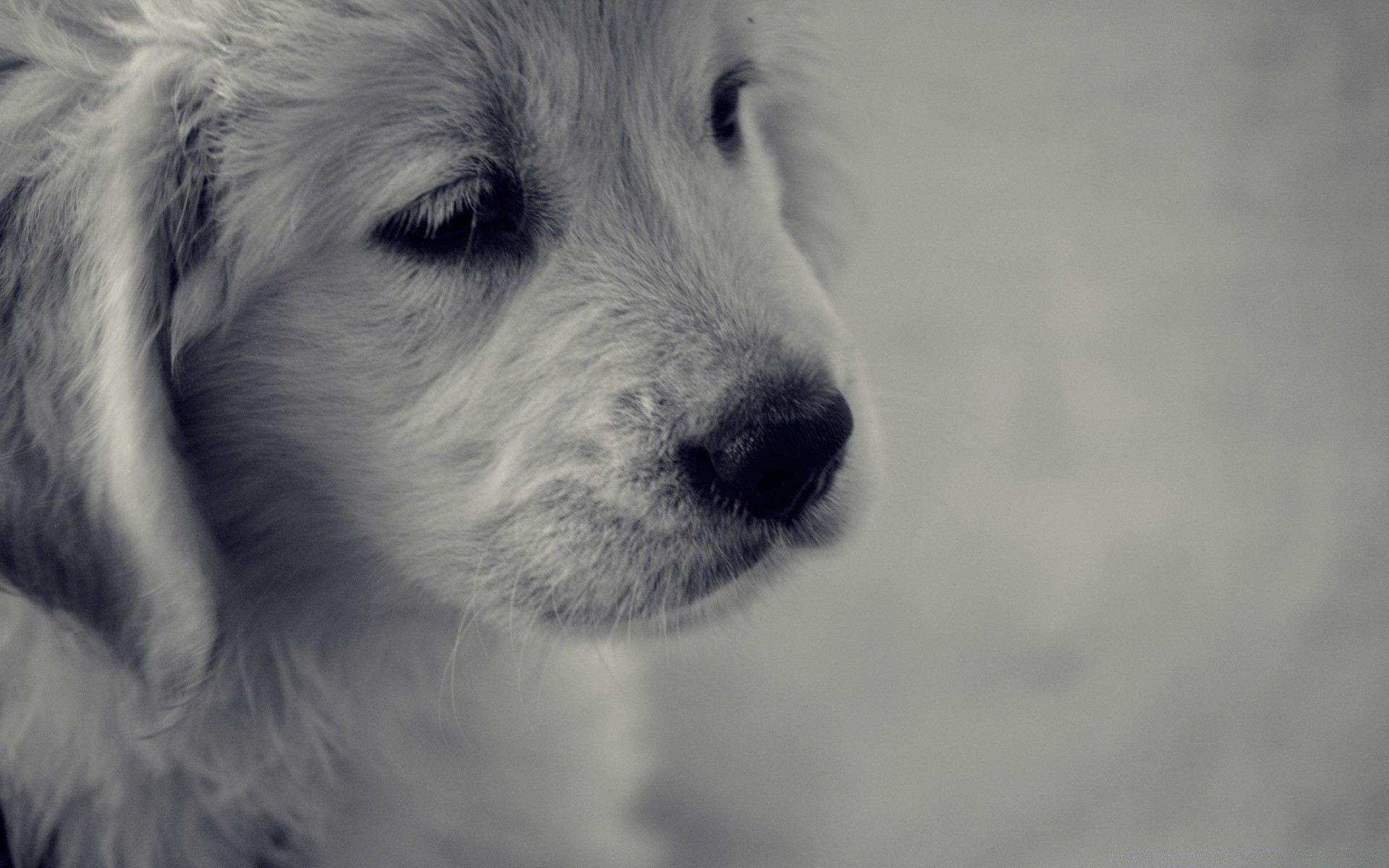 cani cane mammifero canino ritratto pet animale carino cucciolo occhio singolo pelliccia inverno