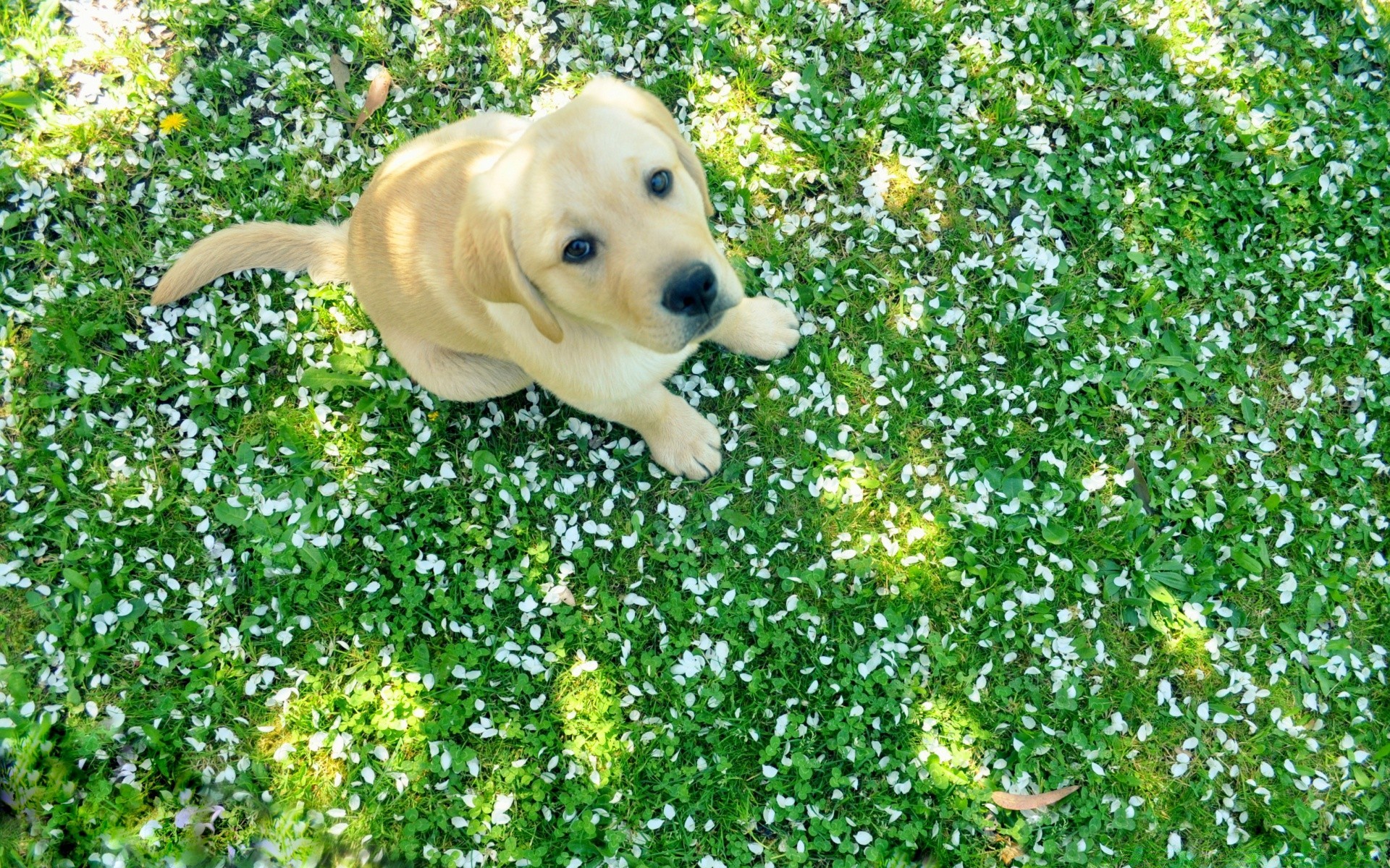 cani erba natura estate carino foglia fiore all aperto giardino parco campo piccolo ambiente flora bella