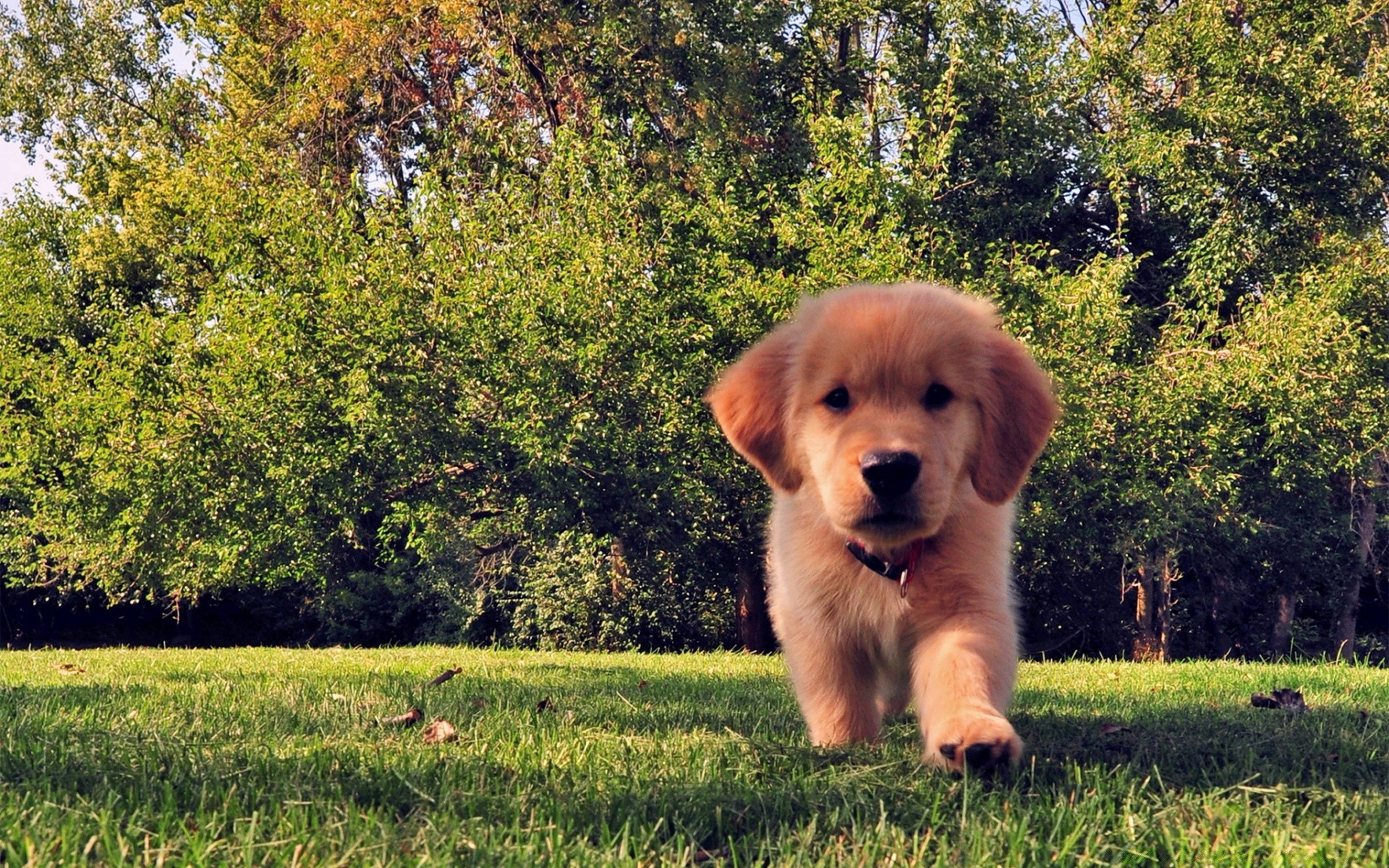 dogs grass dog cute nature summer field outdoors hayfield mammal canine pet