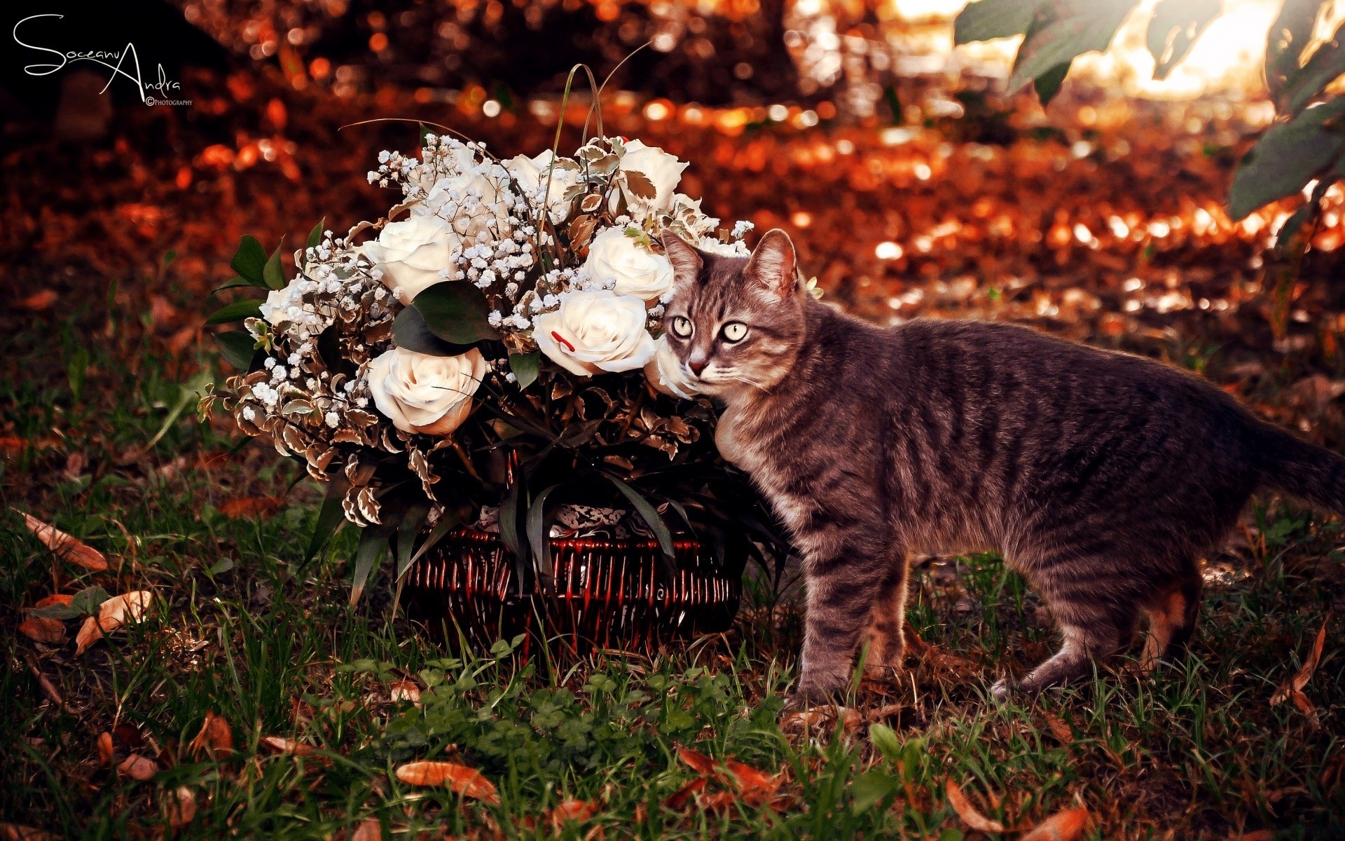 gatos mamífero natureza ao ar livre outono gato árvore folha grama solteiro fofa retrato