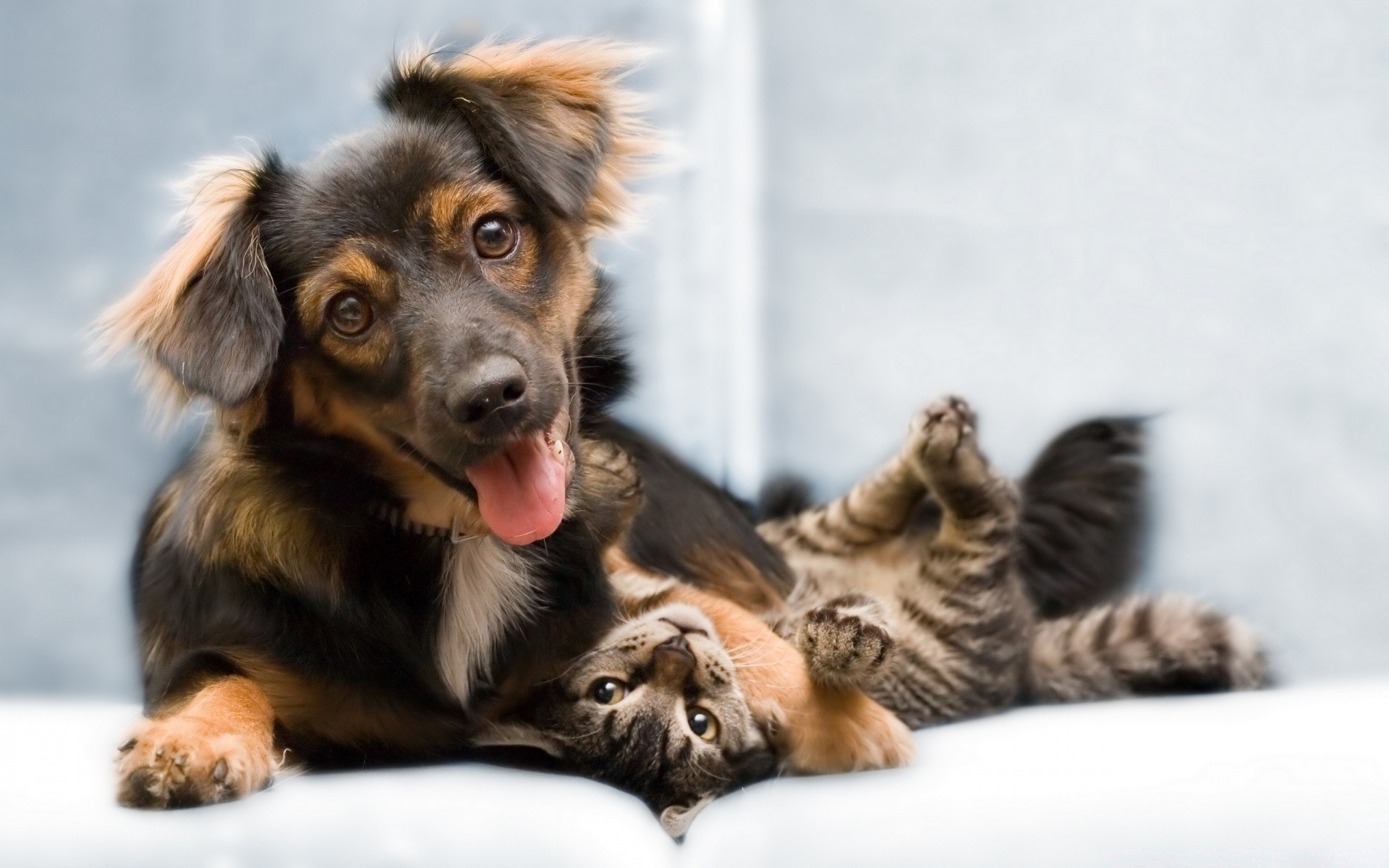 cães mamífero animal de estimação cão fofa animal cinegrafista filhote de cachorro retrato pele pouco visualização raça sentar-se