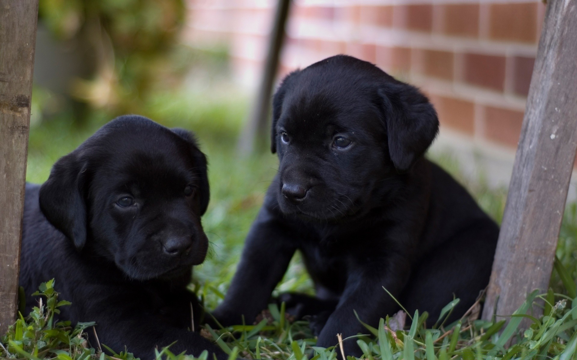 chien chien cynologue animal de compagnie chiot mignon mammifère portrait animal amitié retriever enfant peu herbe s asseoir aperçu race labrador retriever domestique pur-sang