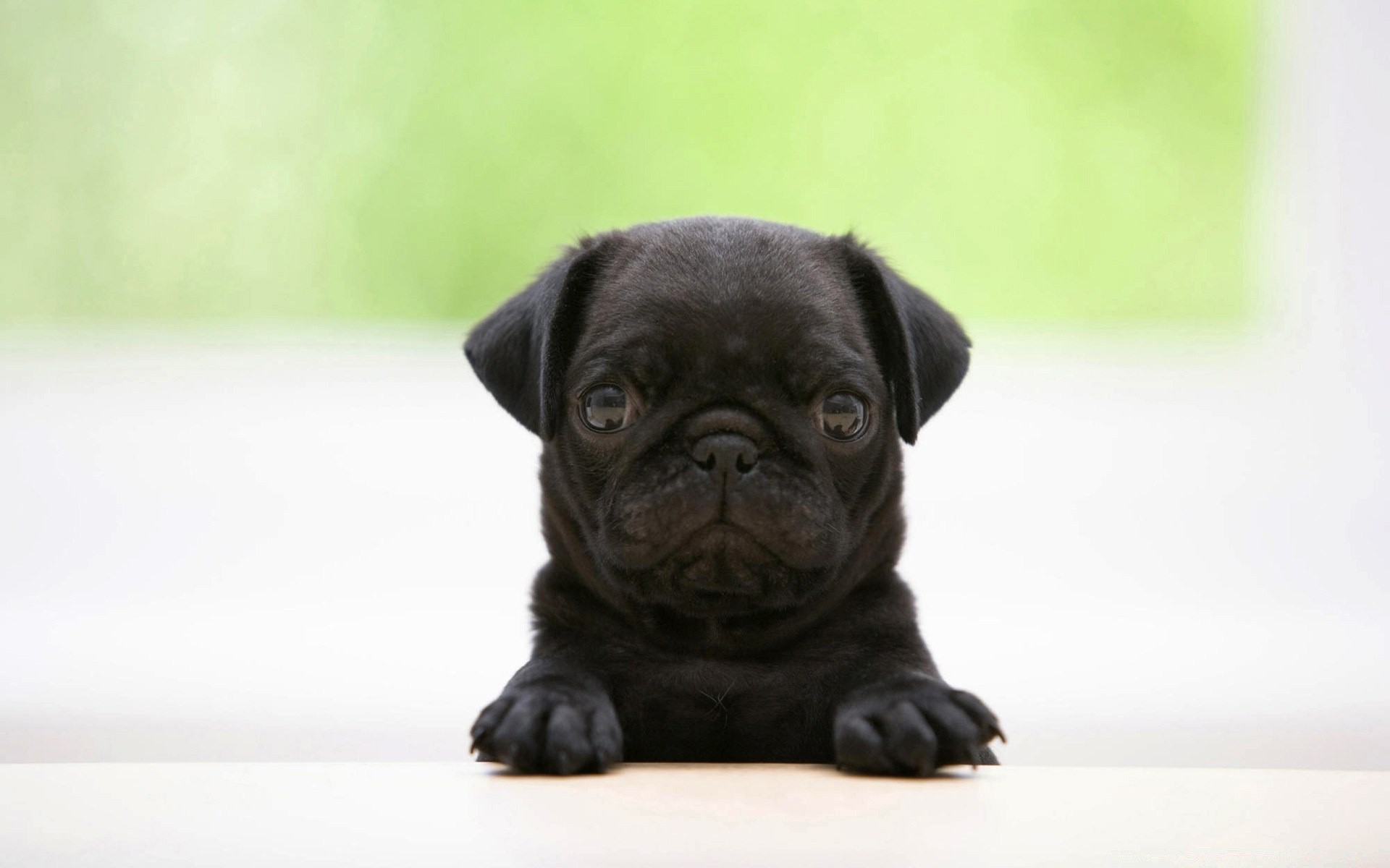 chien chien portrait animal cynologue mammifère animal chiot mignon domestique studio aperçu race pur-sang s asseoir petit