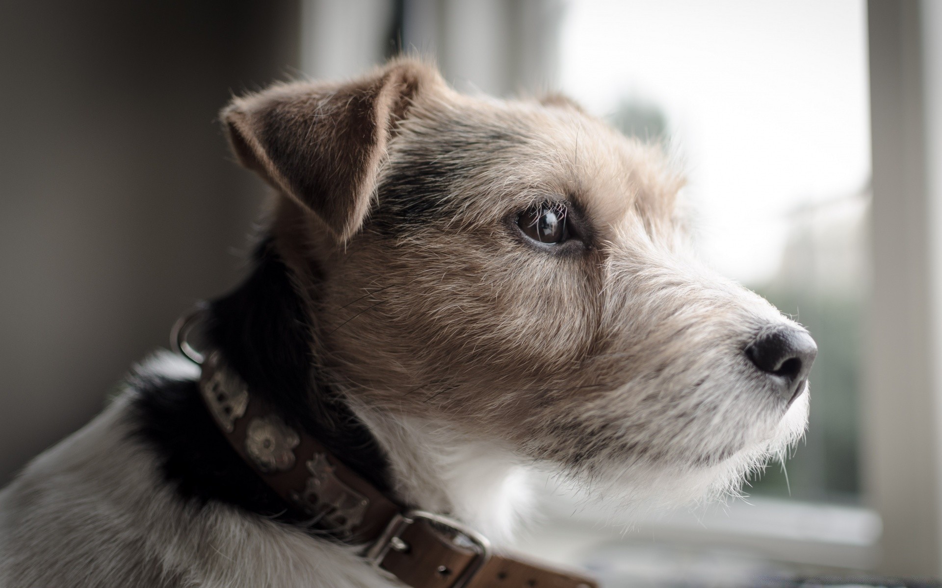 hund hund haustier porträt säugetier tier hundesportler niedlich welpe wenig auge fell vorschau terrier studio ein sitzen inländische