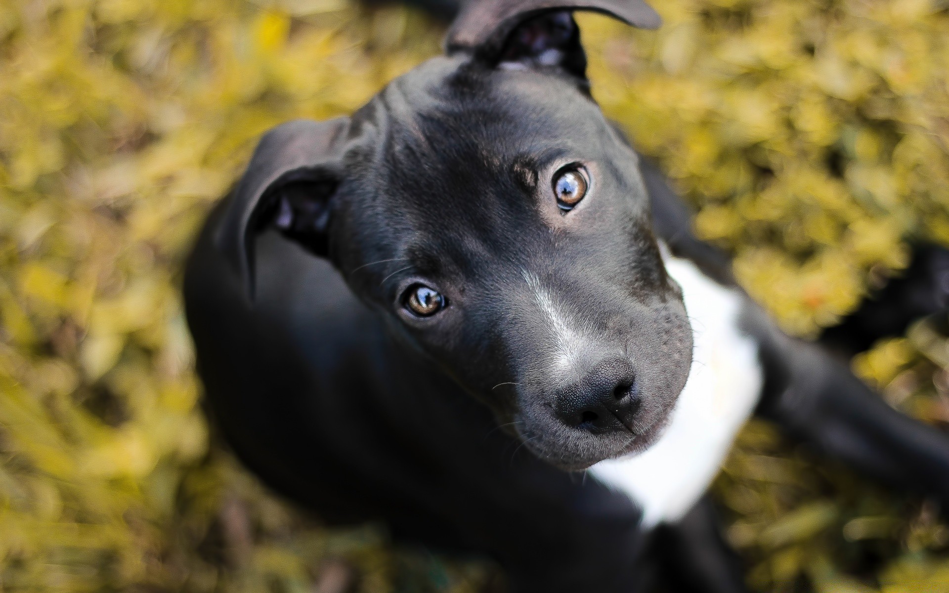 chien chien portrait mammifère animal de compagnie mignon un à l extérieur cynologue animal nature vue herbe