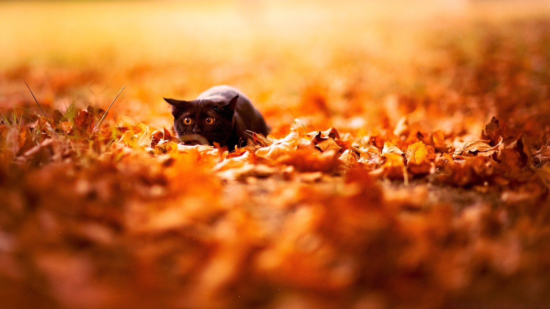 gatos comida otoño oro