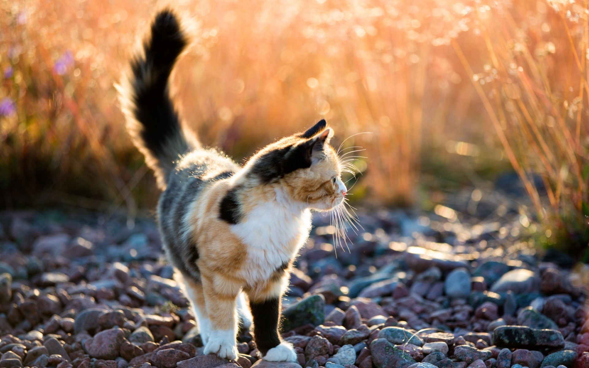 gatti natura all aperto carino mammifero animale autunno pelliccia fauna selvatica gatto ritratto