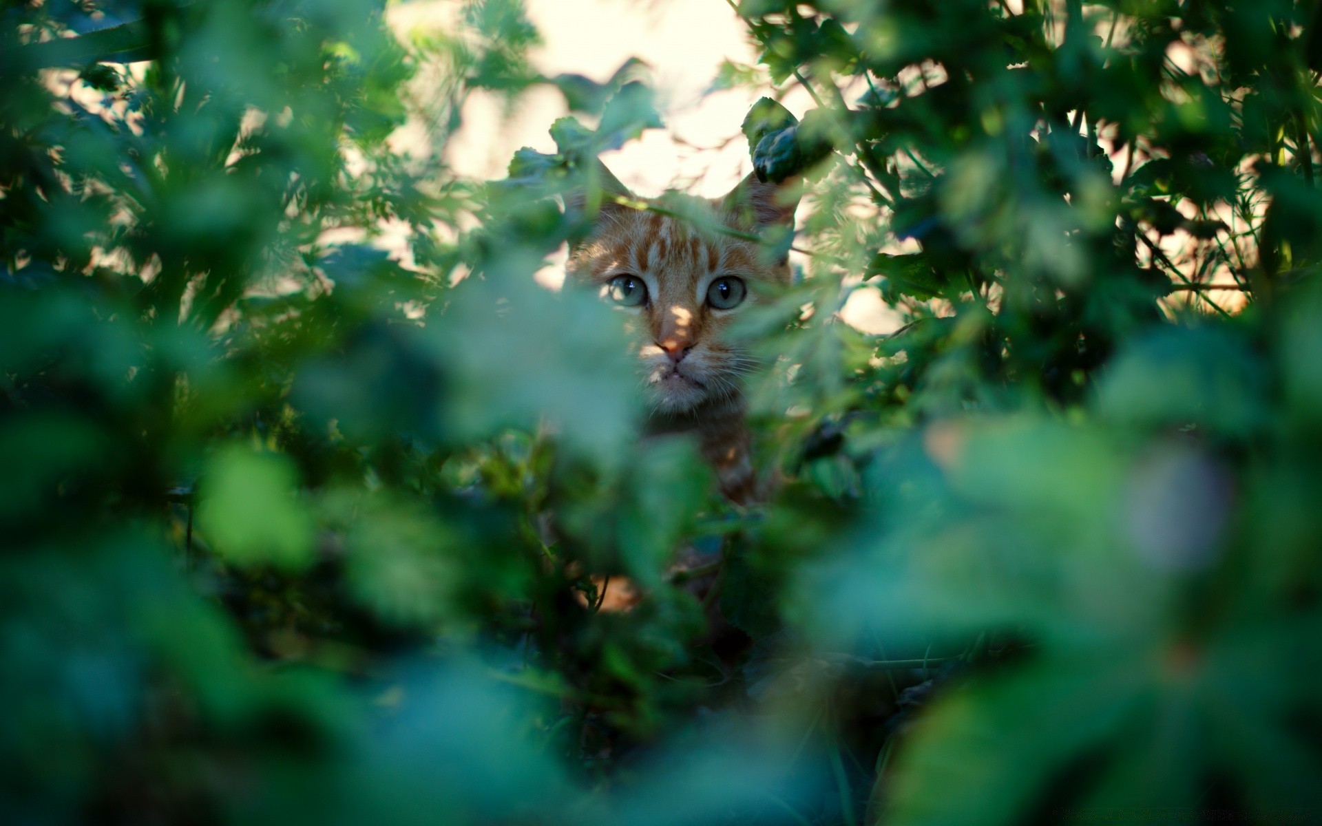 gatos naturaleza gato al aire libre animal hoja jardín árbol pequeño flora vida silvestre escritorio color lindo madera retrato hermosa