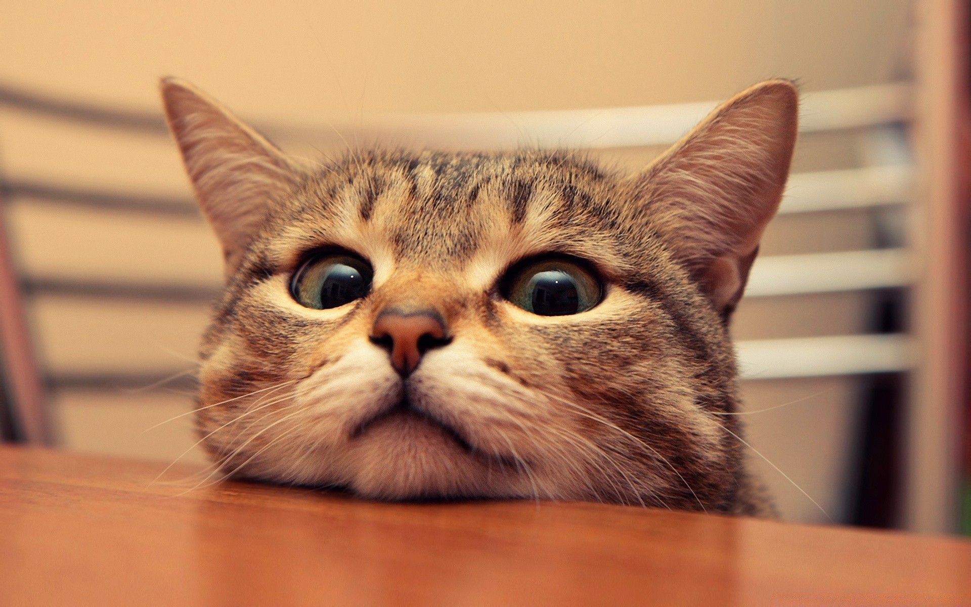 кошки кошка пэт портрет млекопитающее животное котенок милые глаз отечественные мех очаровательны пушистый студия ребенок ус нос любопытно молодой табби