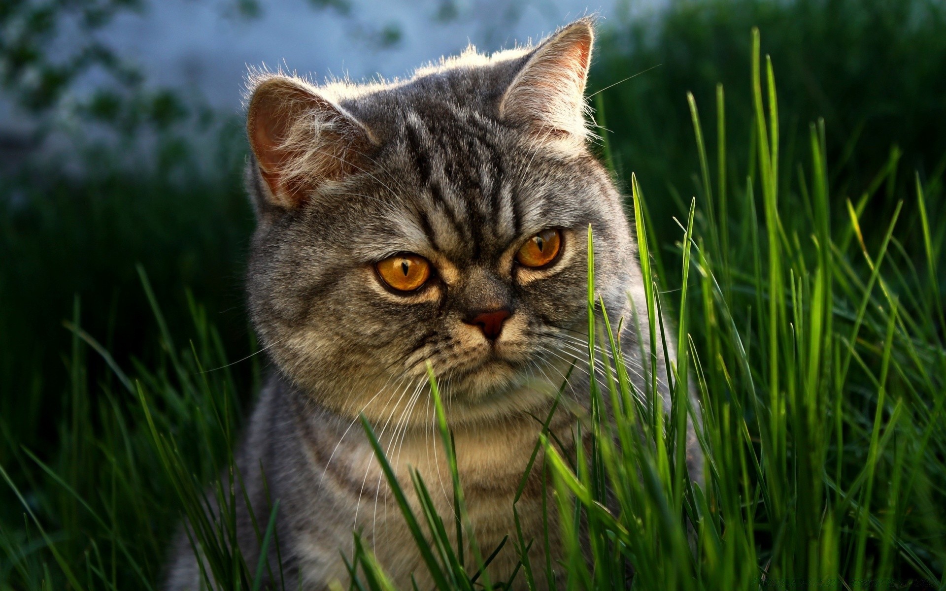 katze tier natur katze gras haustier niedlich säugetier fell inländische kätzchen porträt auge