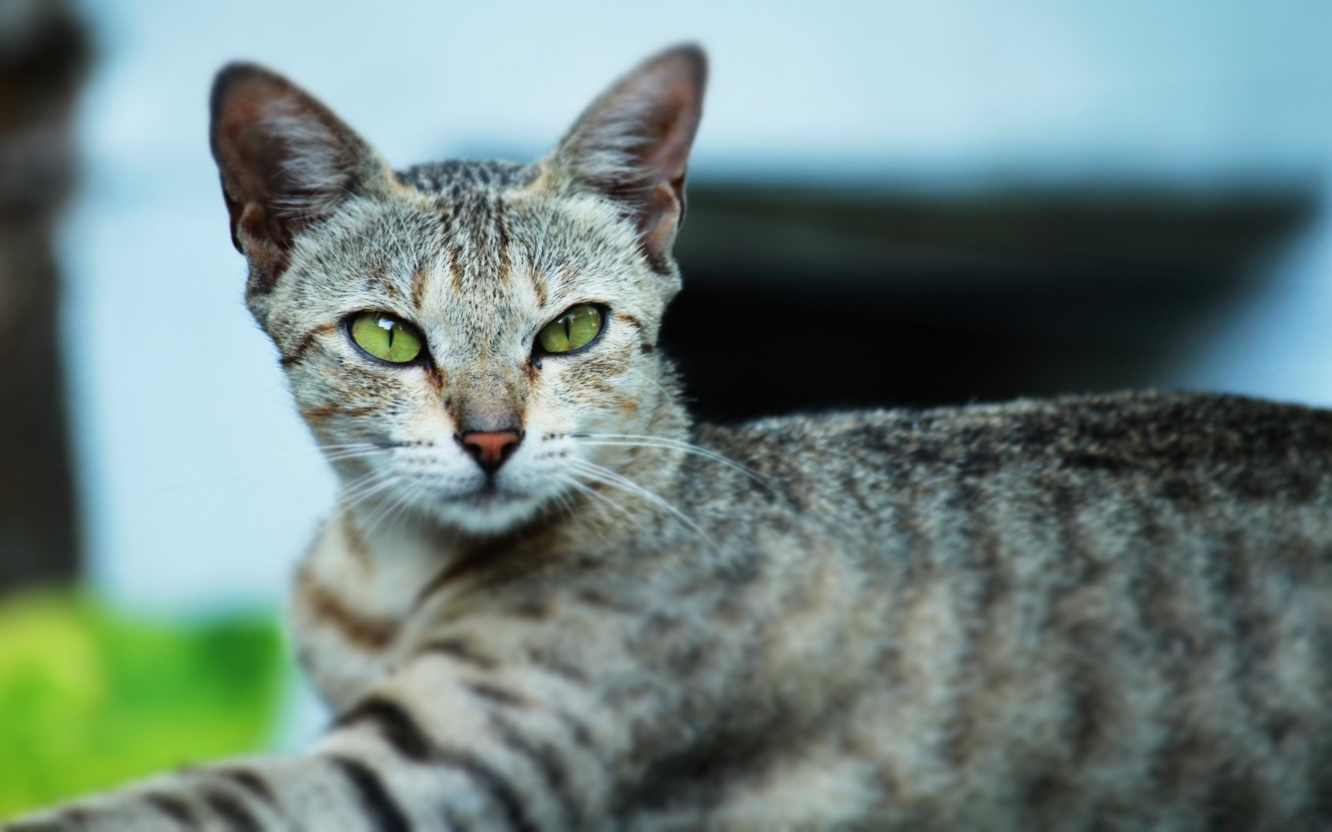 gatos gato lindo pelaje mamífero animal mascota retrato naturaleza joven ver ojo doméstico raya gatito poco pelo pelusa