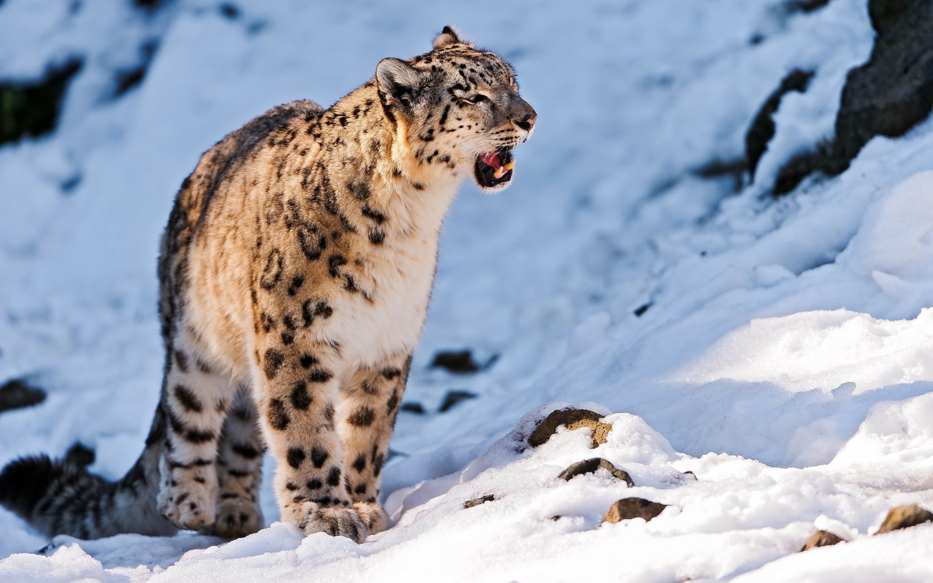 animaux neige hiver froid glace la nature la faune givré à l extérieur mammifère sauvage gel lumière du jour congelés