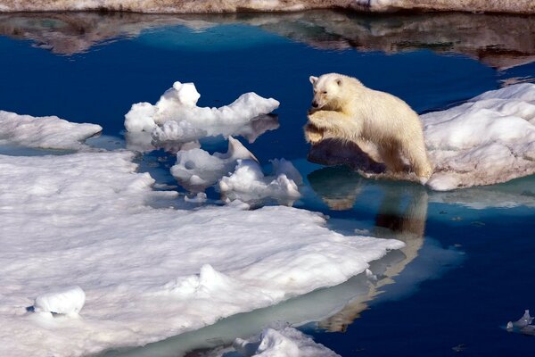 Urso polar. Inverno. Mar