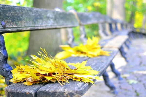 Mañana de otoño en el parque