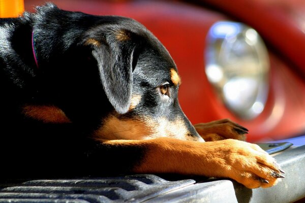 Retrato de un perro Rottweiler