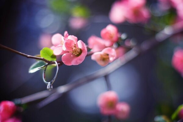 Immagine di alberi in fiore nel giardino